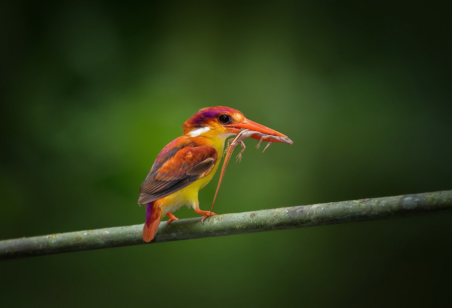 branch poultry red kingfisher lizard mining food