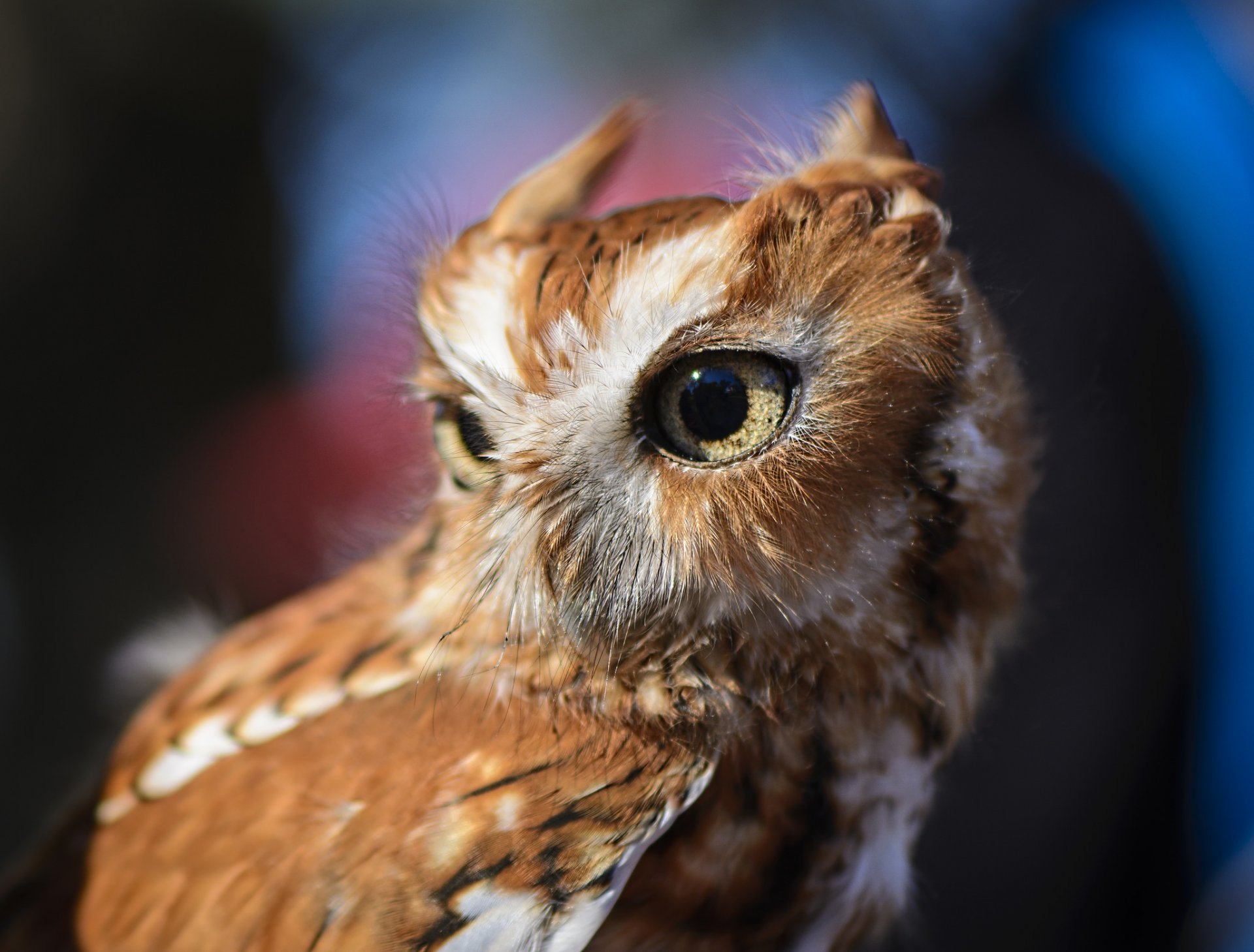 hibou oiseau yeux