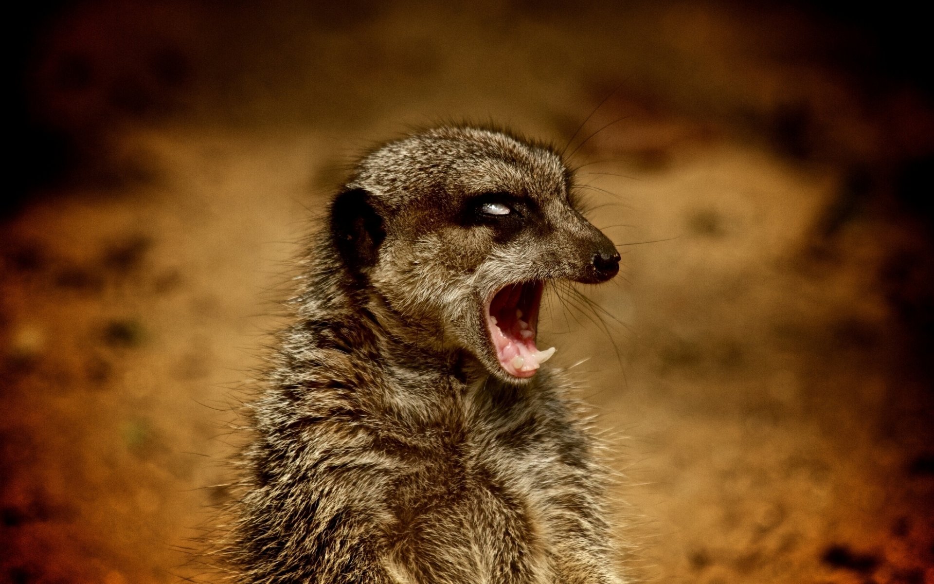 suricata malvado jefe