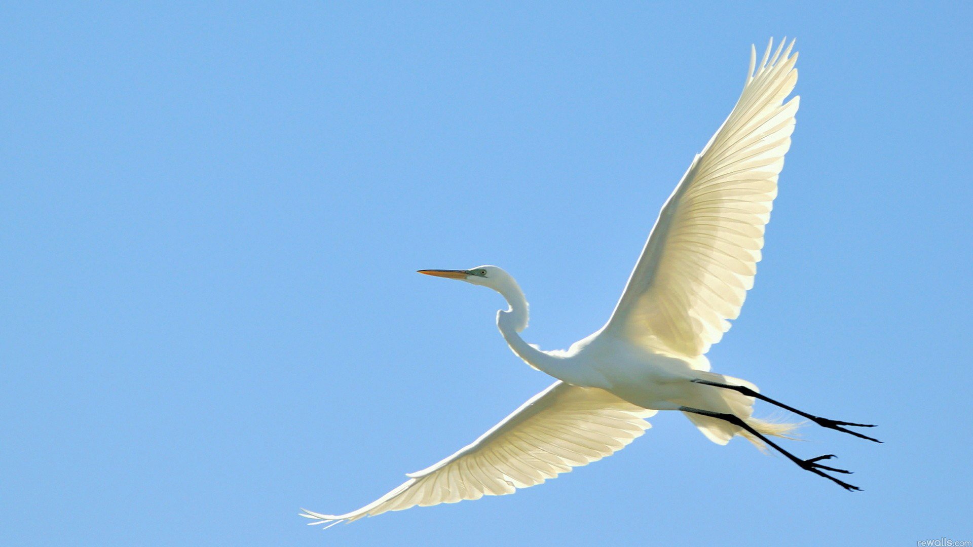 poultry heron stork flight sky wings beak