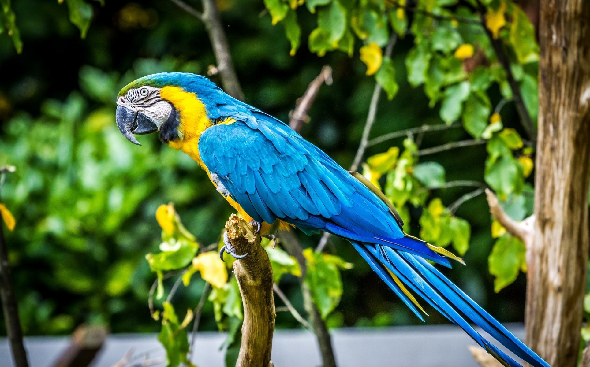 pappagallo ara uccello colori piume becco profilo