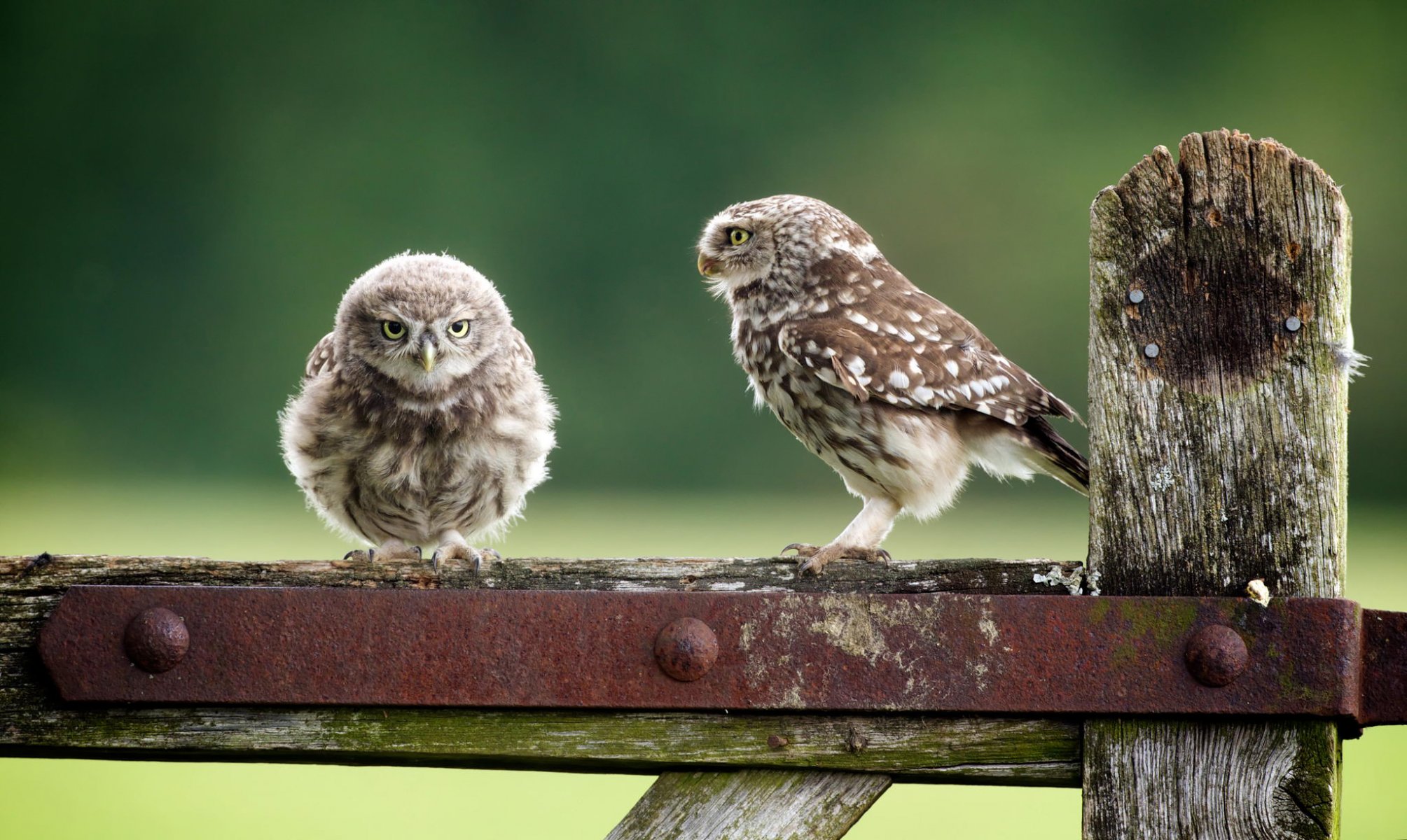 owls owl birds nature fence