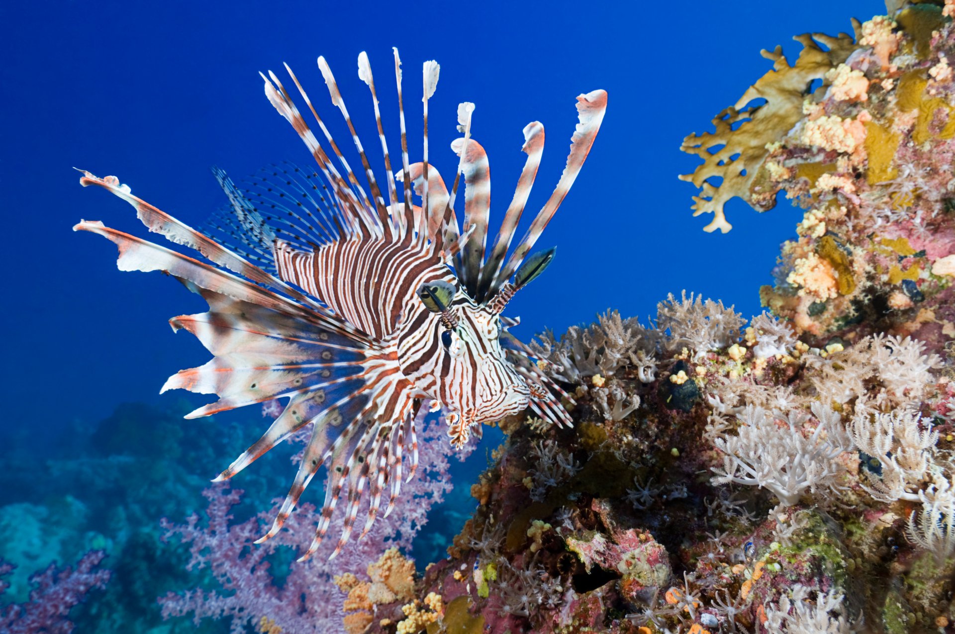 pesce leone corallo pesce mare acqua corallo sott acqua