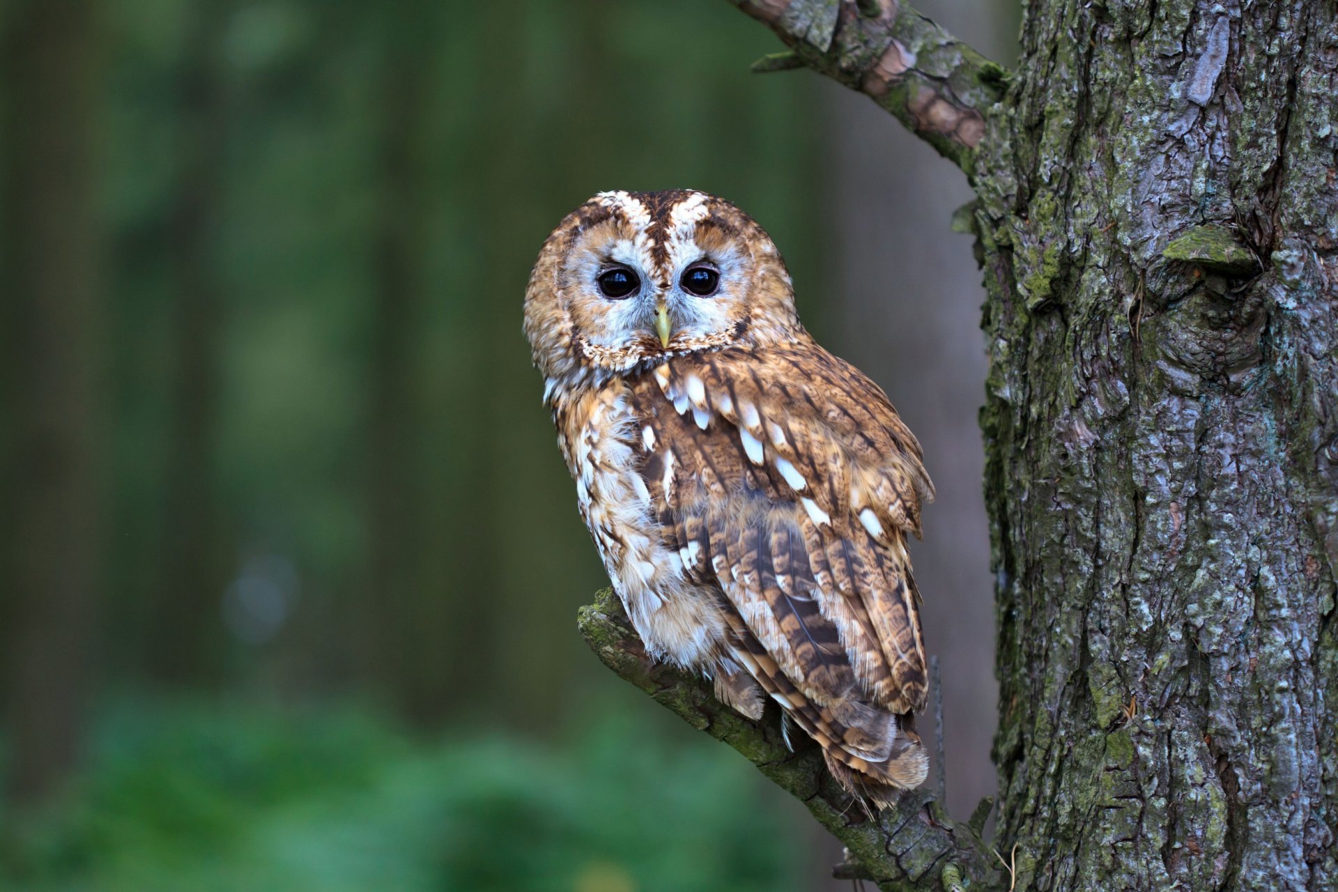 poultry owl nature