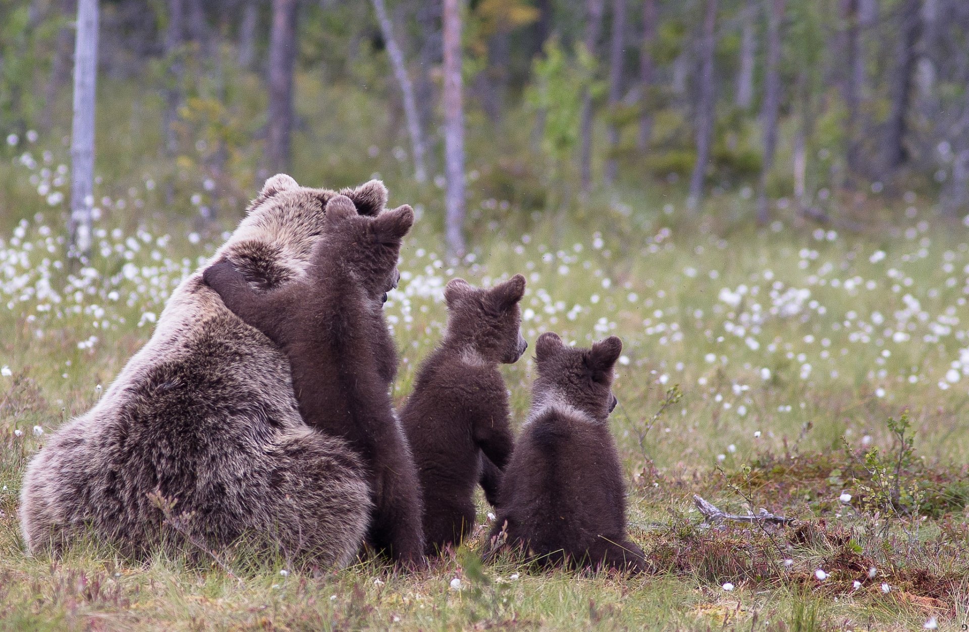 bär bär samen gras wald natur