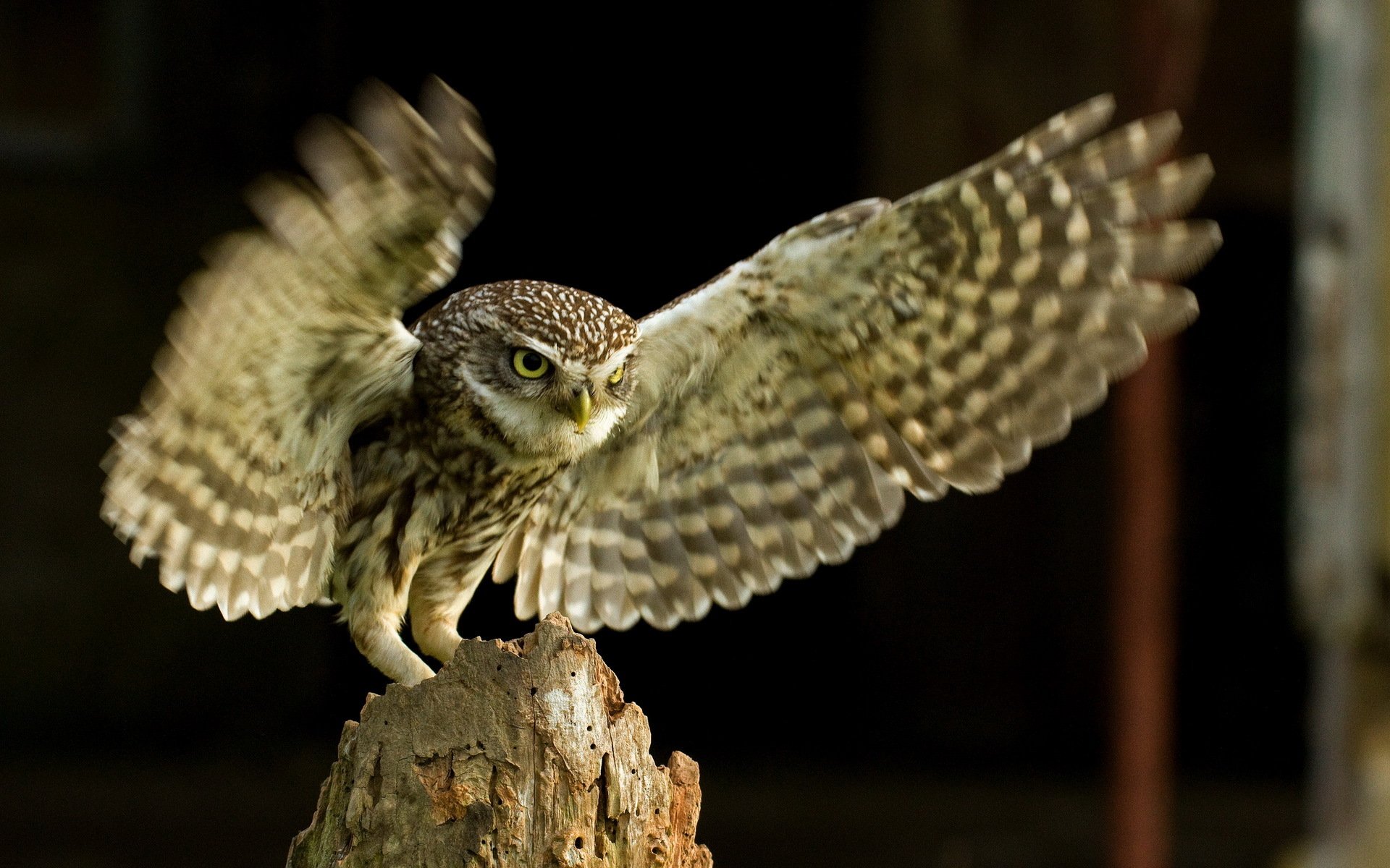 oiseau hibou nature