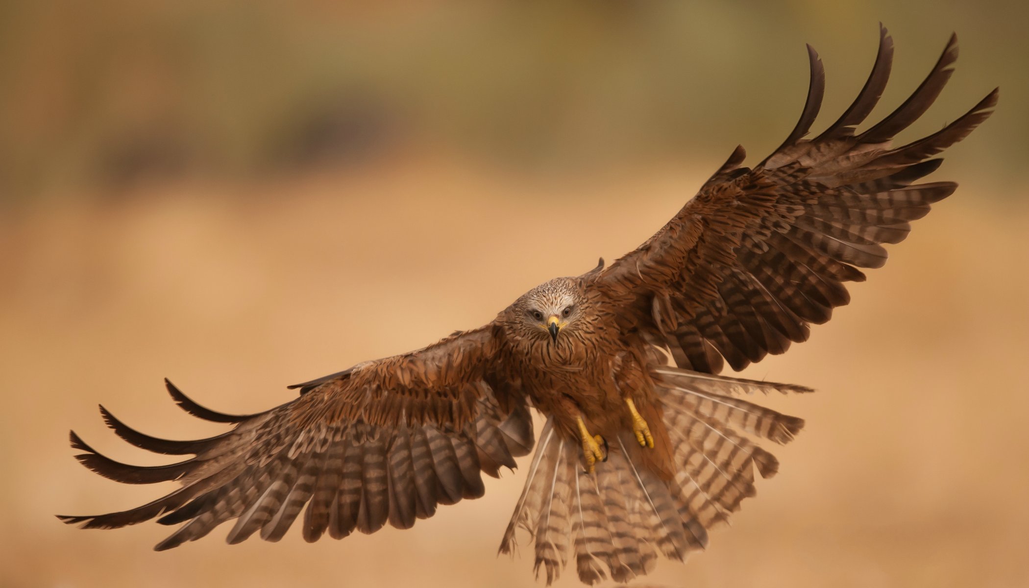 poultry predator eagle flight wing