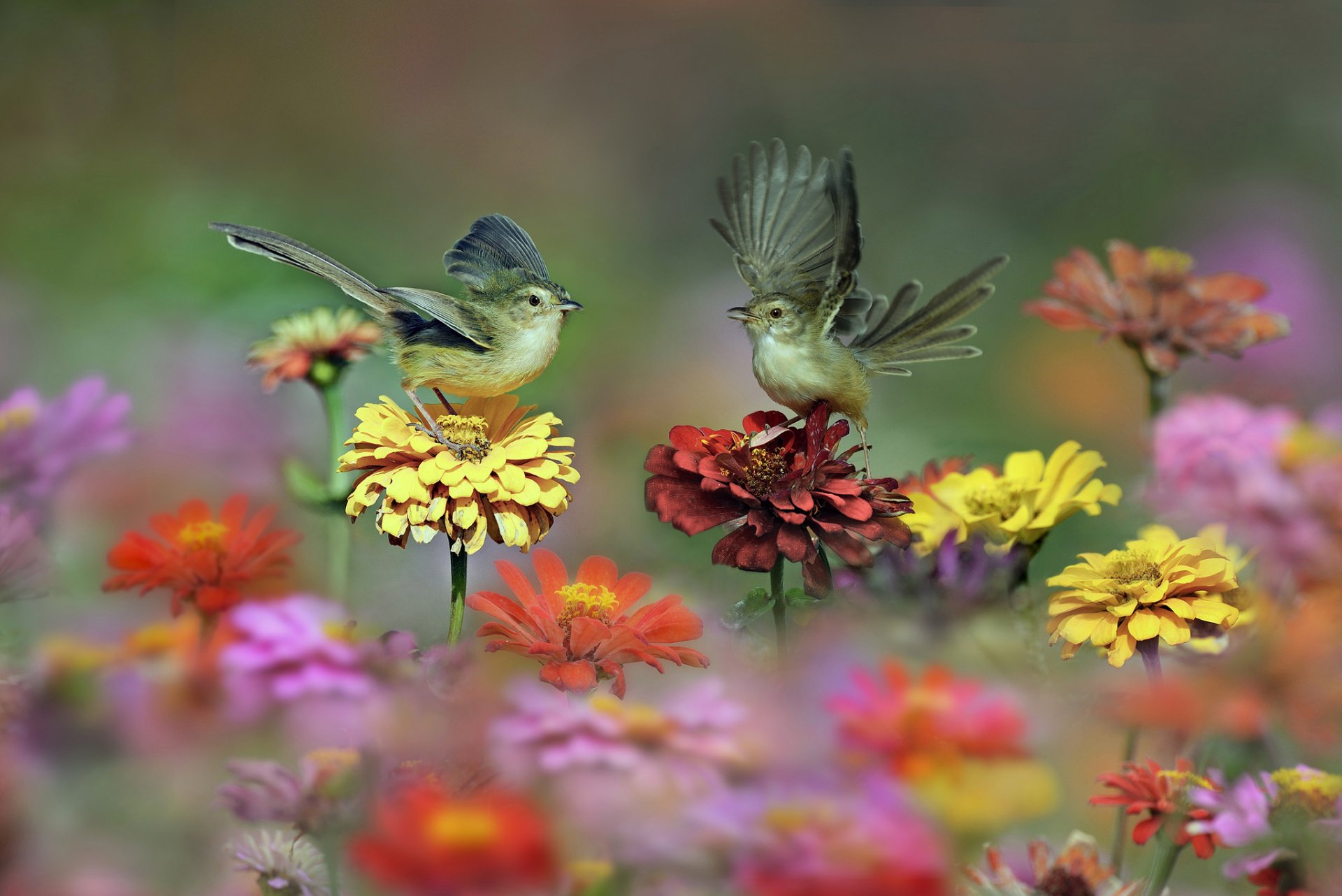 birds wings tail flower meadow