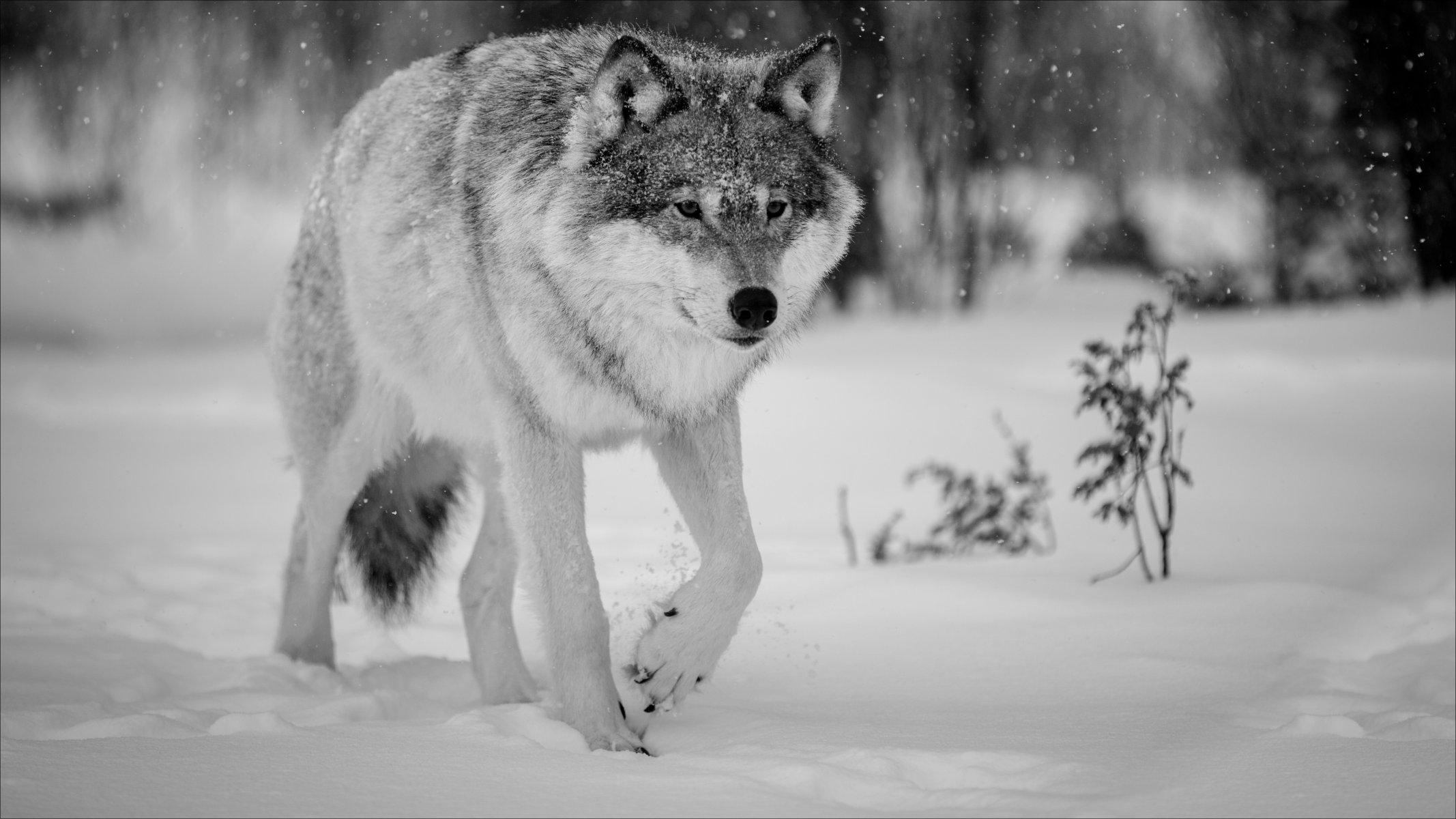 nature hiver animaux loup hiver