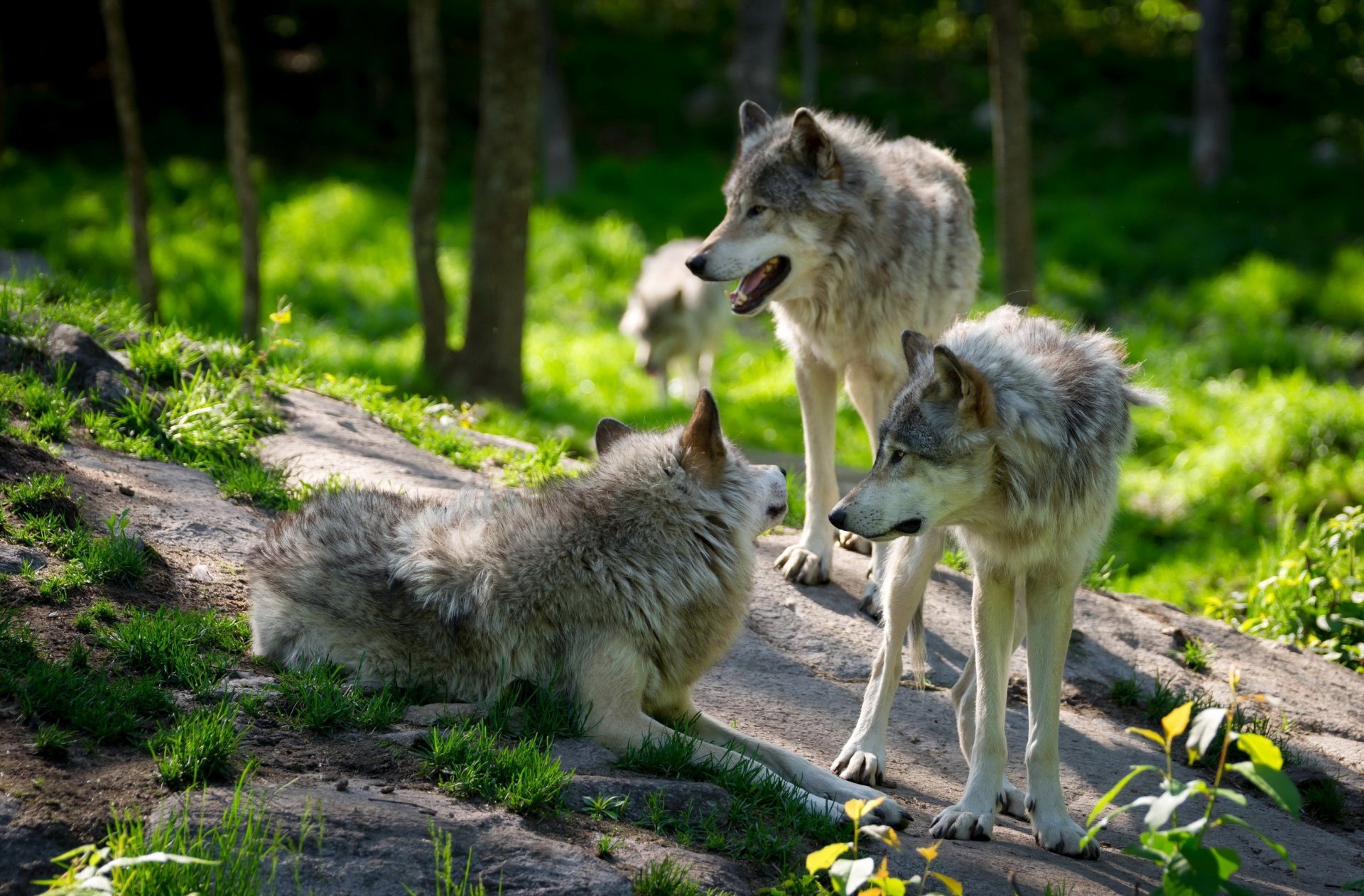 animaux loups troupeau quatre quatuor forêt pierres verdure herbe rocher flou