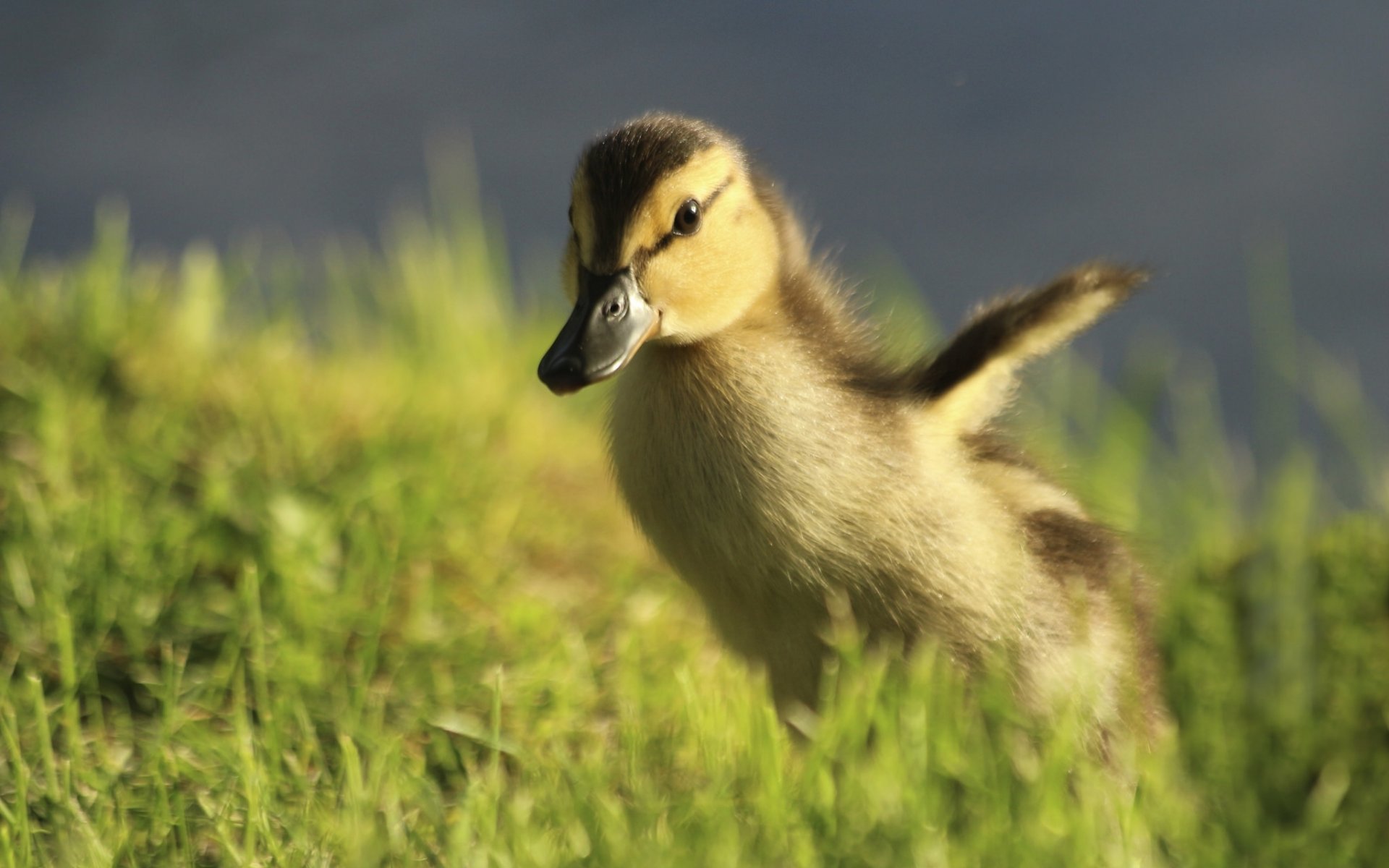 chick run bokeh