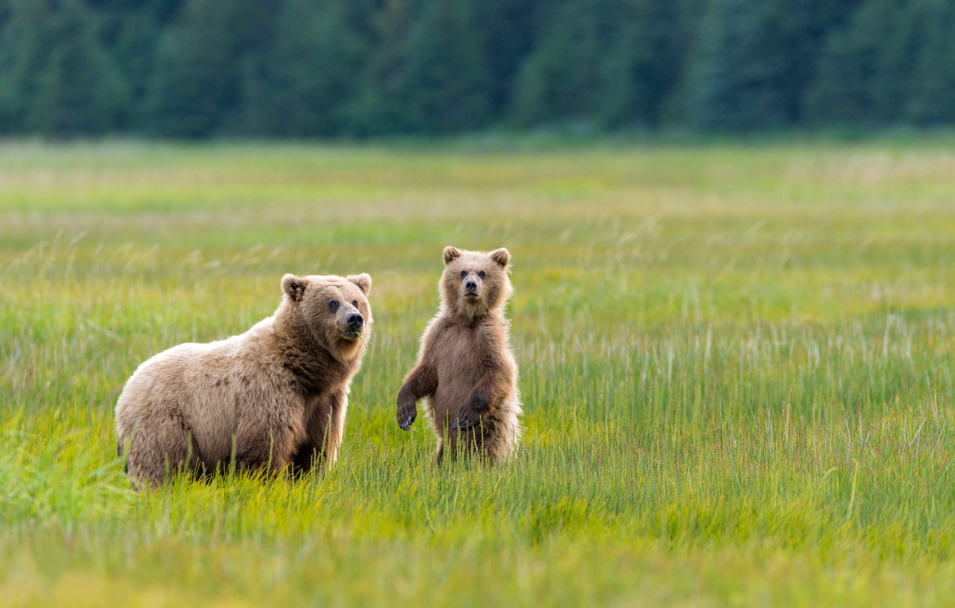 niedźwiedzie niedźwiedzica miś dwa alaska park narodowy łąka trawa zieleń natura