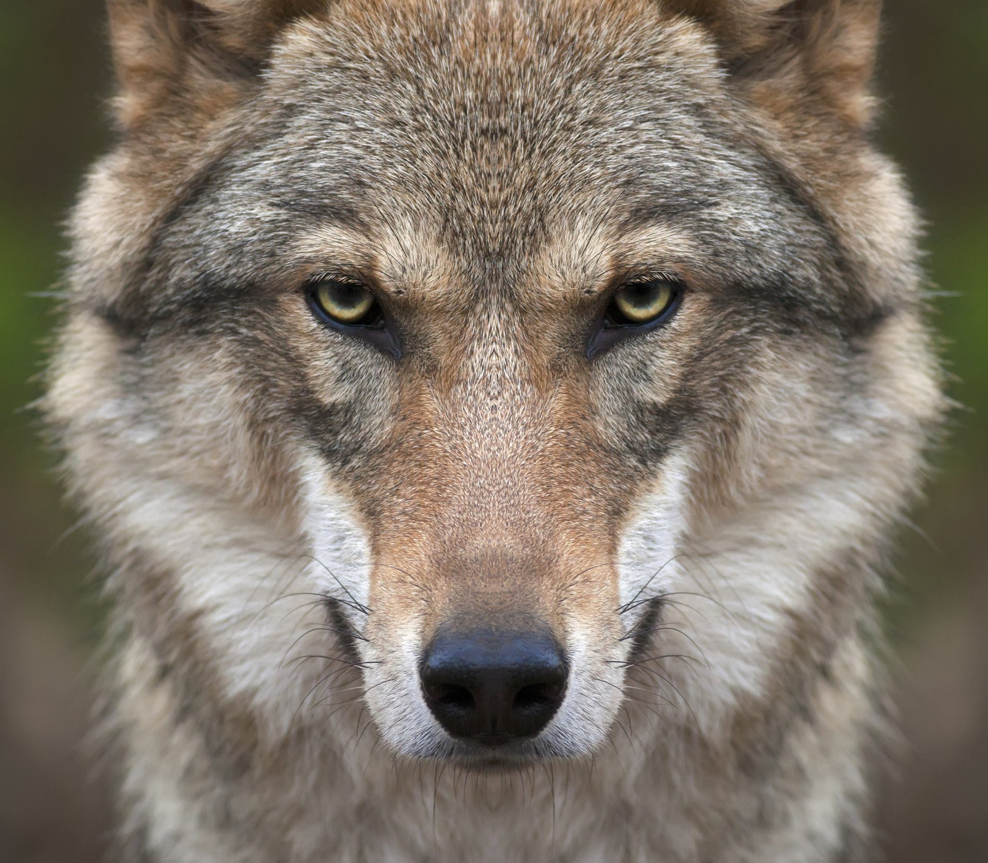 wolf face view predator