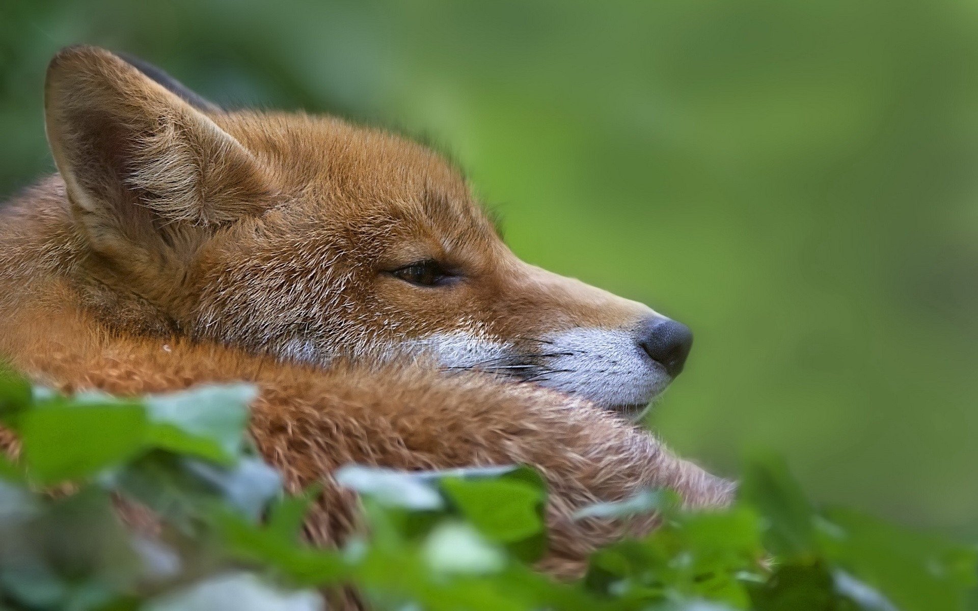 renard se trouve fond vert