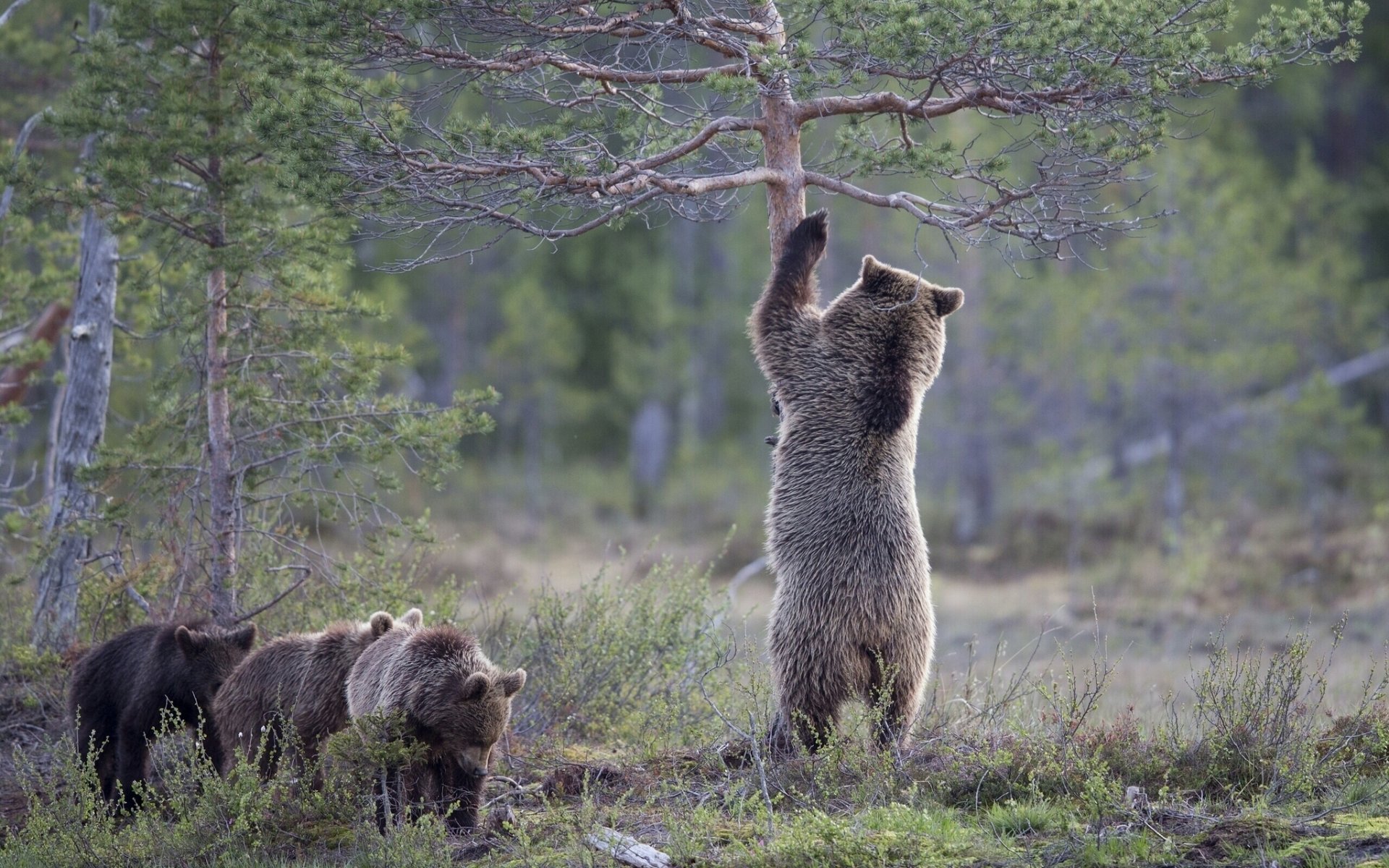 ours ourse oursons arbres pin