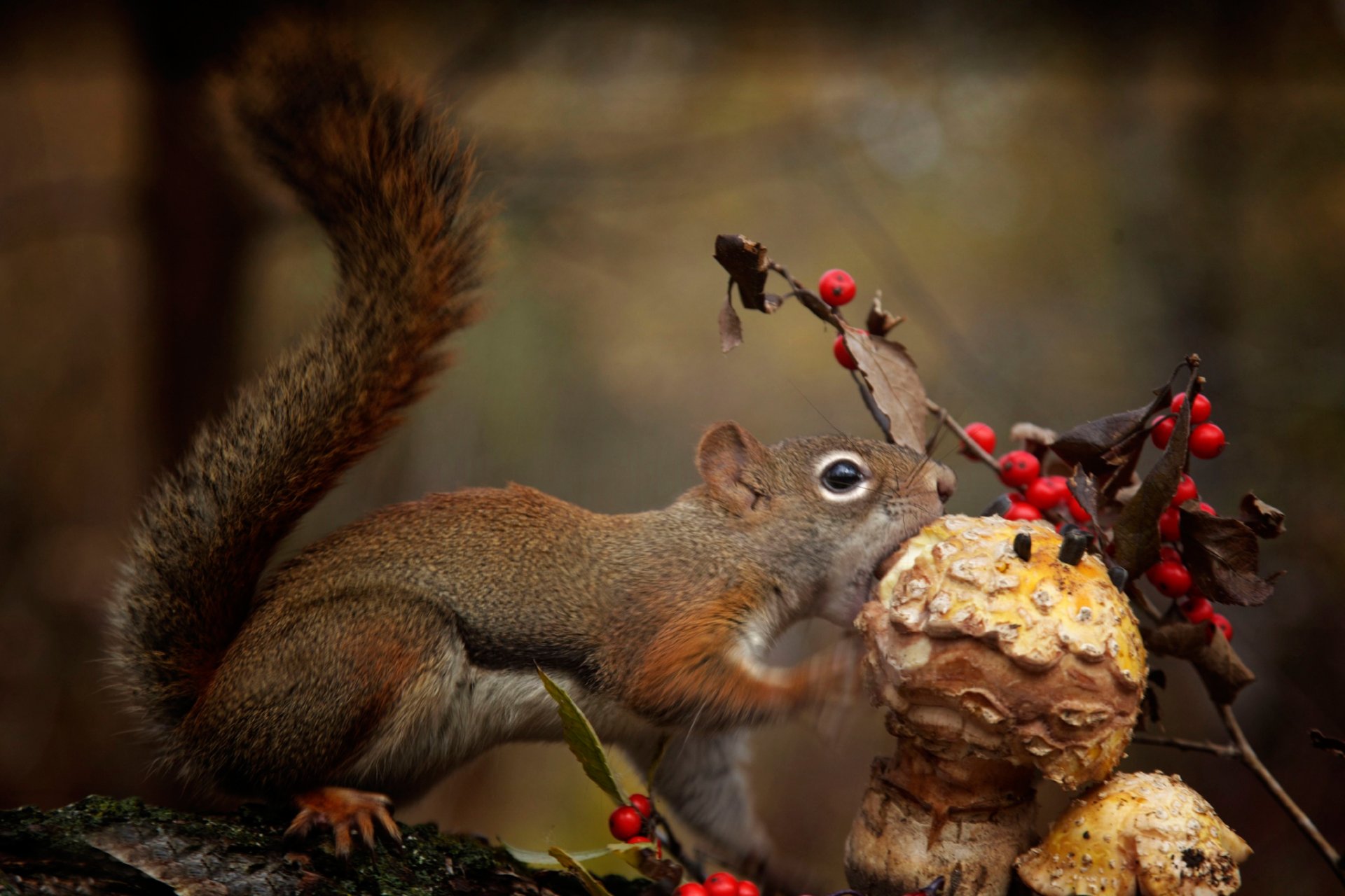 protein hunger beeren pilz