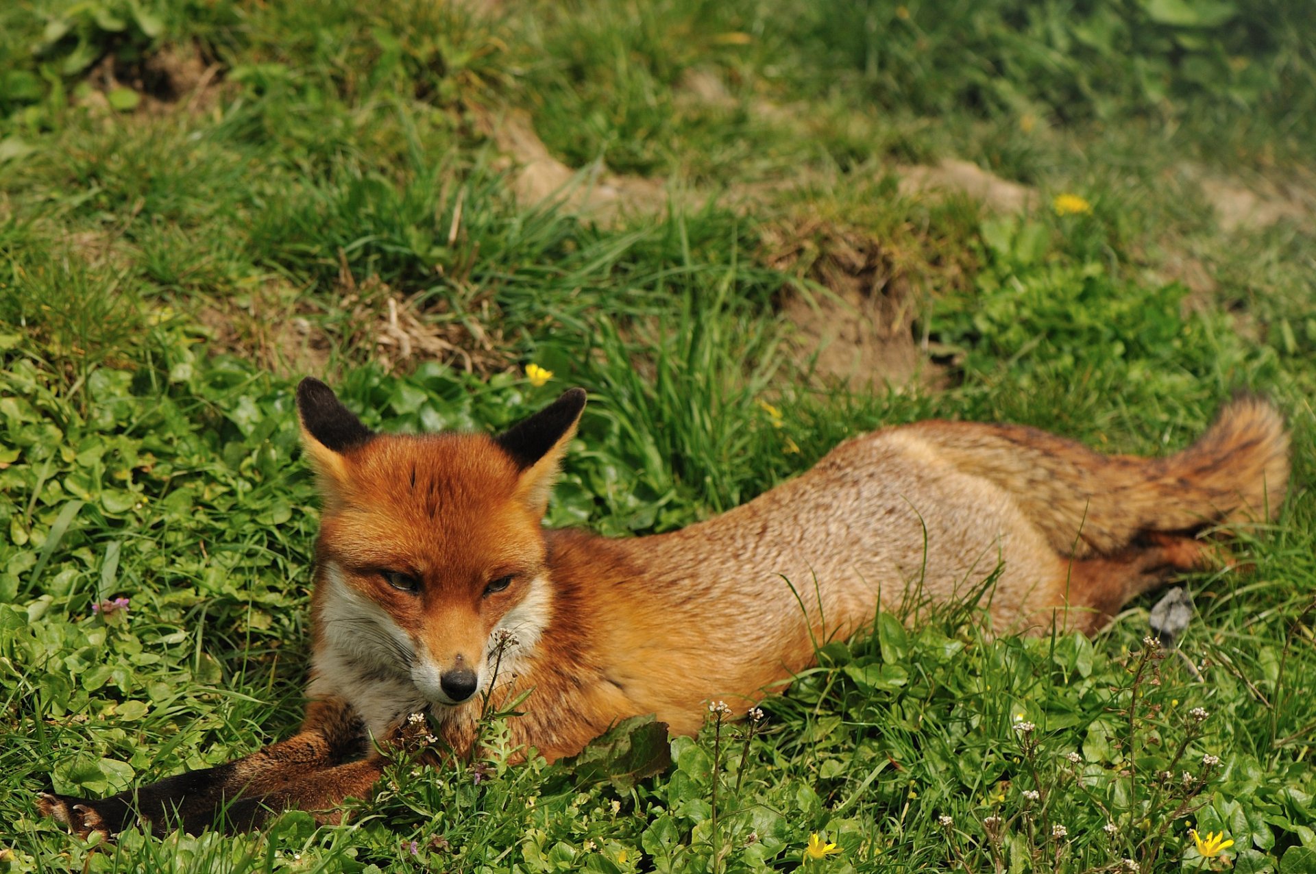 renard museau herbe été rousse renard repos