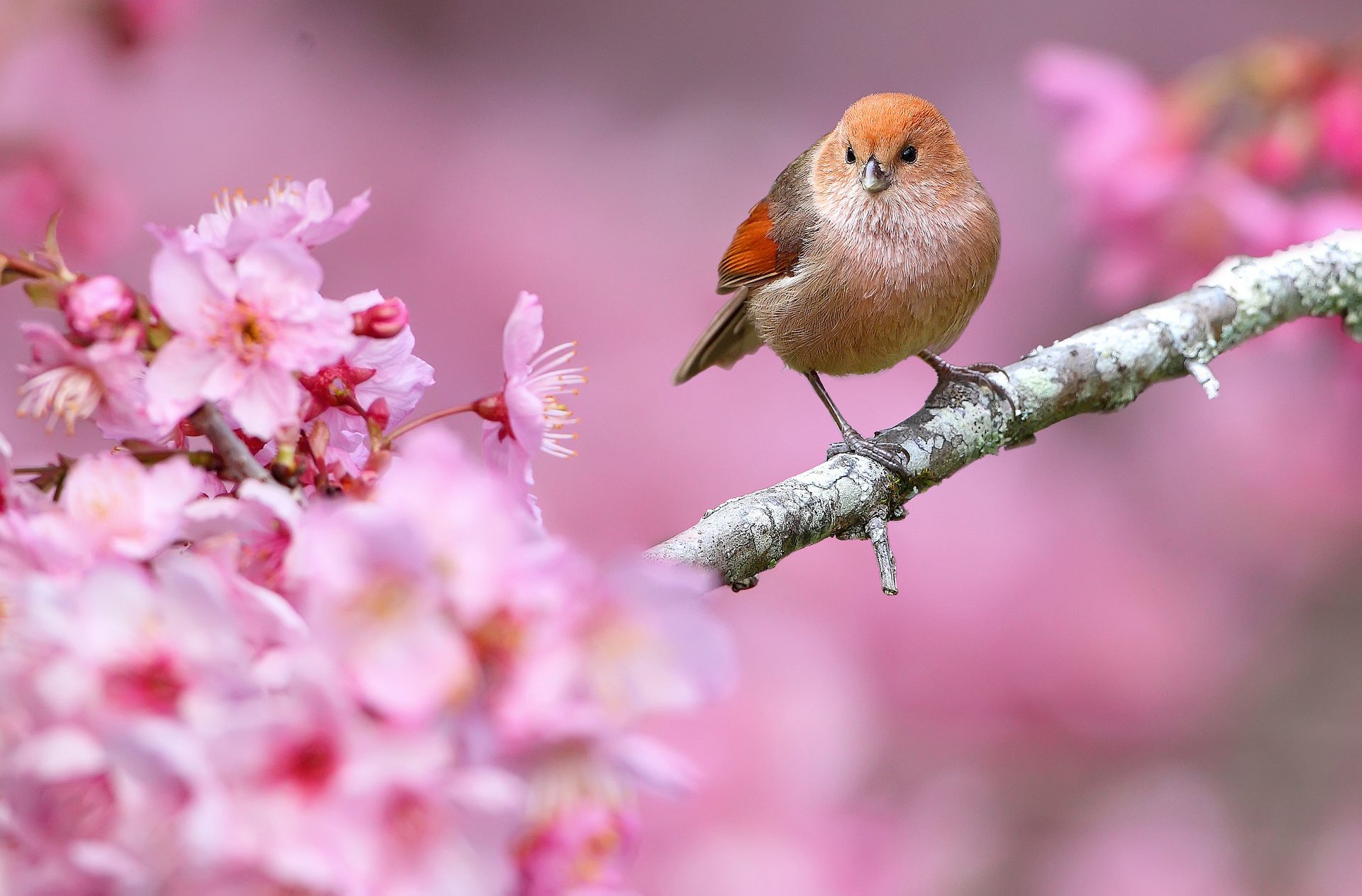 oiseau bec branche fleurs printemps nature