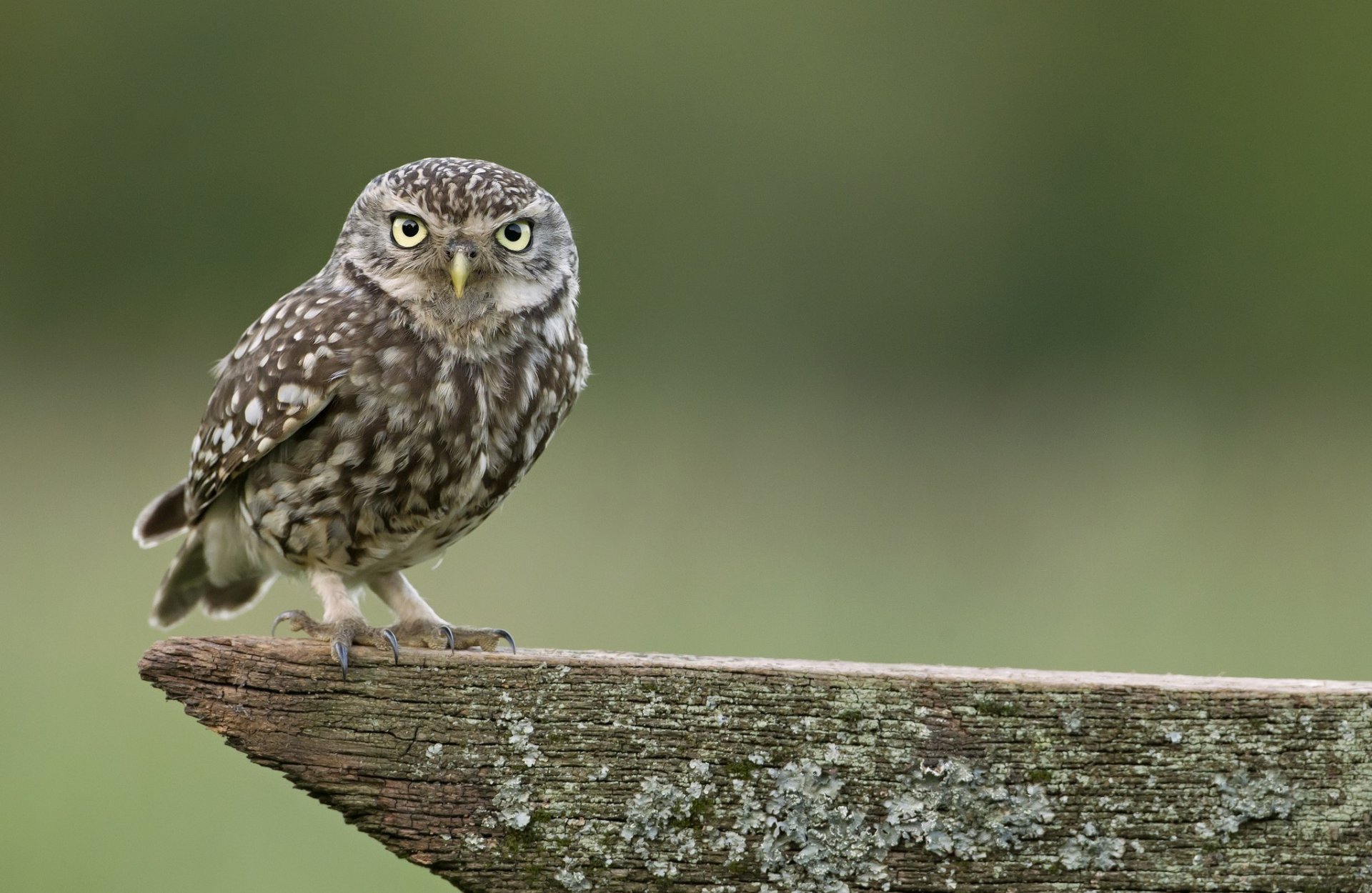 gufo uccello pezzo di legno messa a fuoco natura