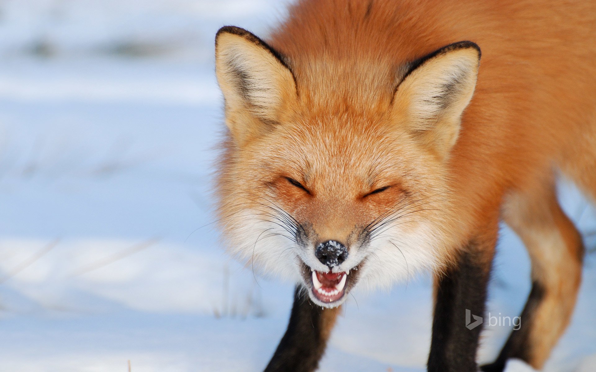 fuchs grinsen winter kanada