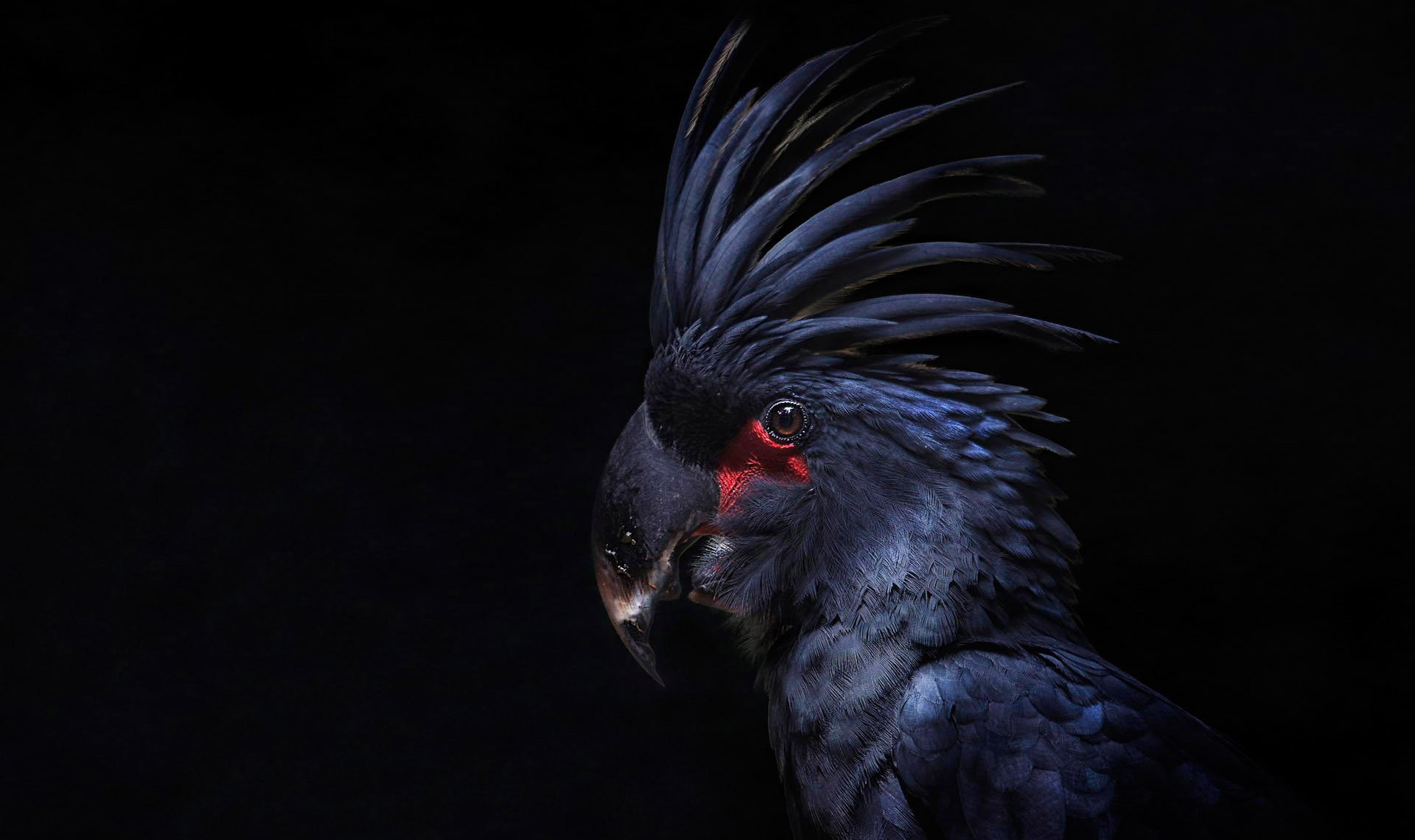 kakadu parrot poultry crest feathers black background