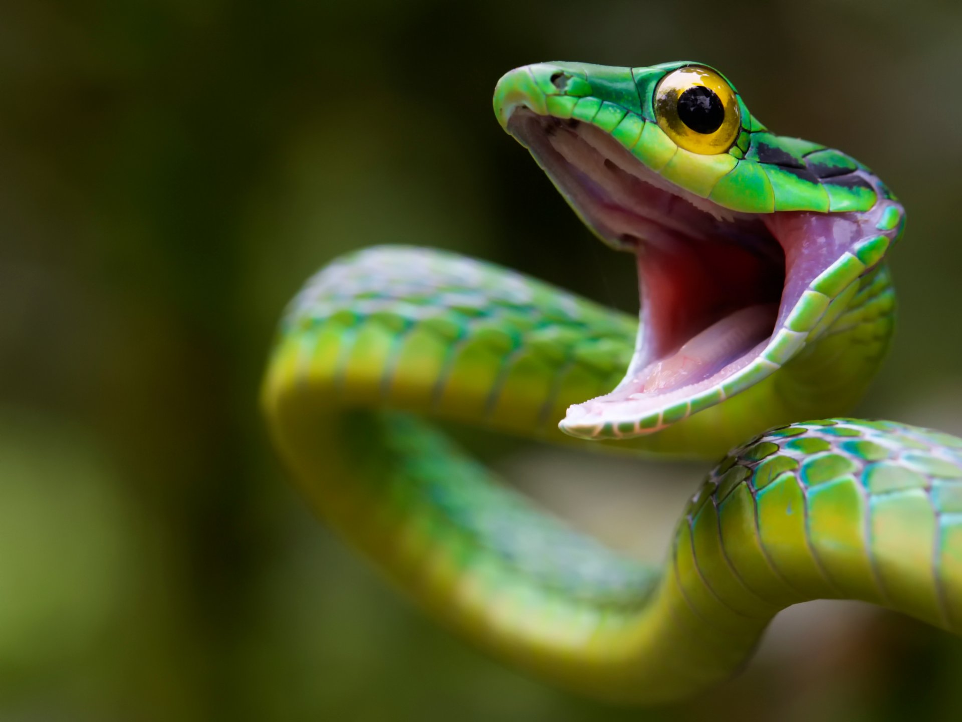 serpente verde costa rica serpente attacco fauna selvatica