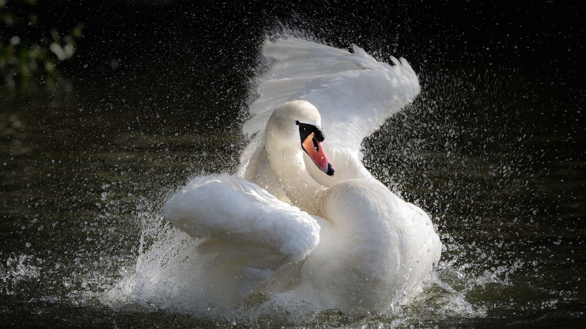 see wasser spritzen schwan spritzen