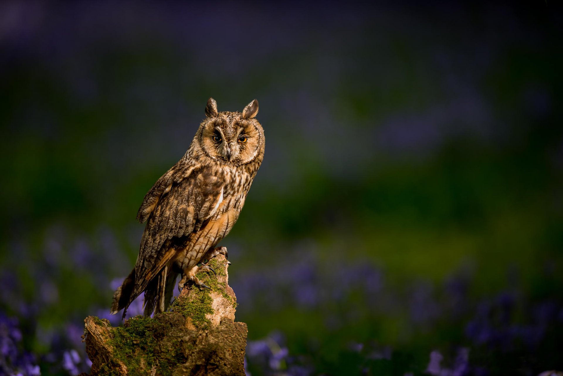 long-eared owl poultry stump nature flower blur