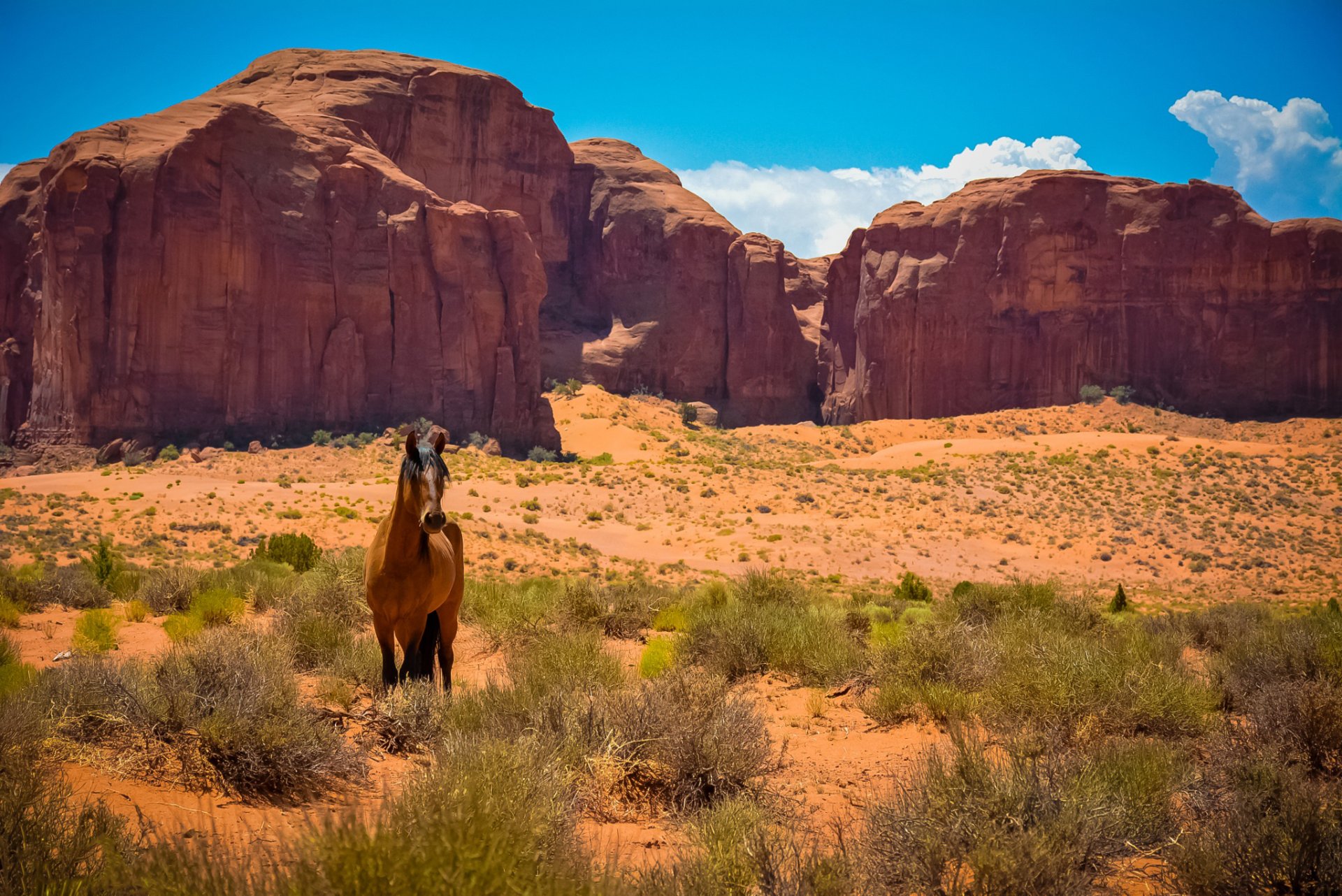 estados unidos arizona utah valle del monumento caballo desierto salvaje oeste rocas mustang