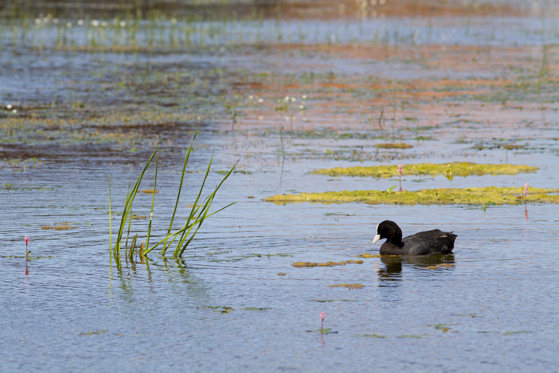 lac étang herbe canard