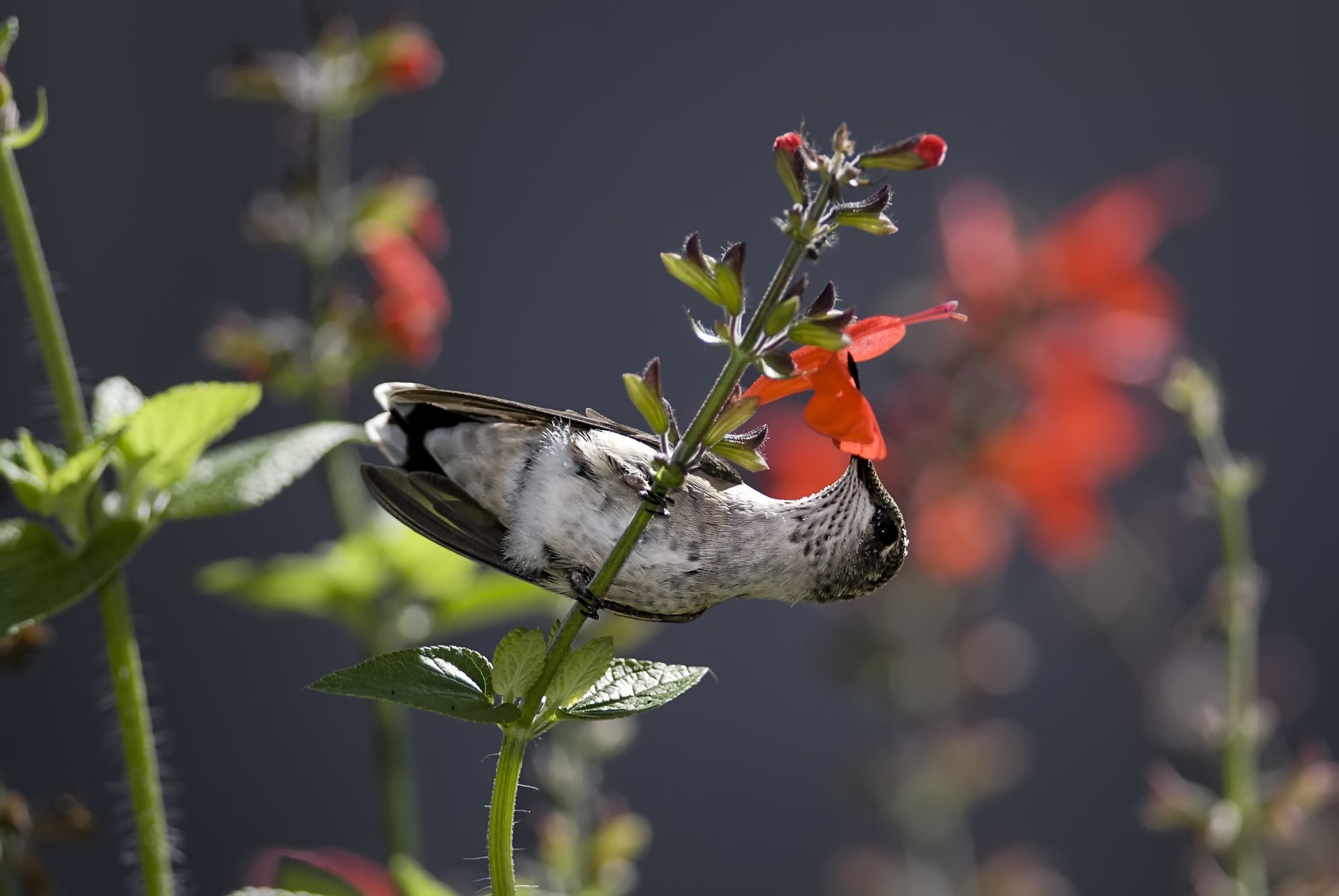 colibri oiseau fleur nectar