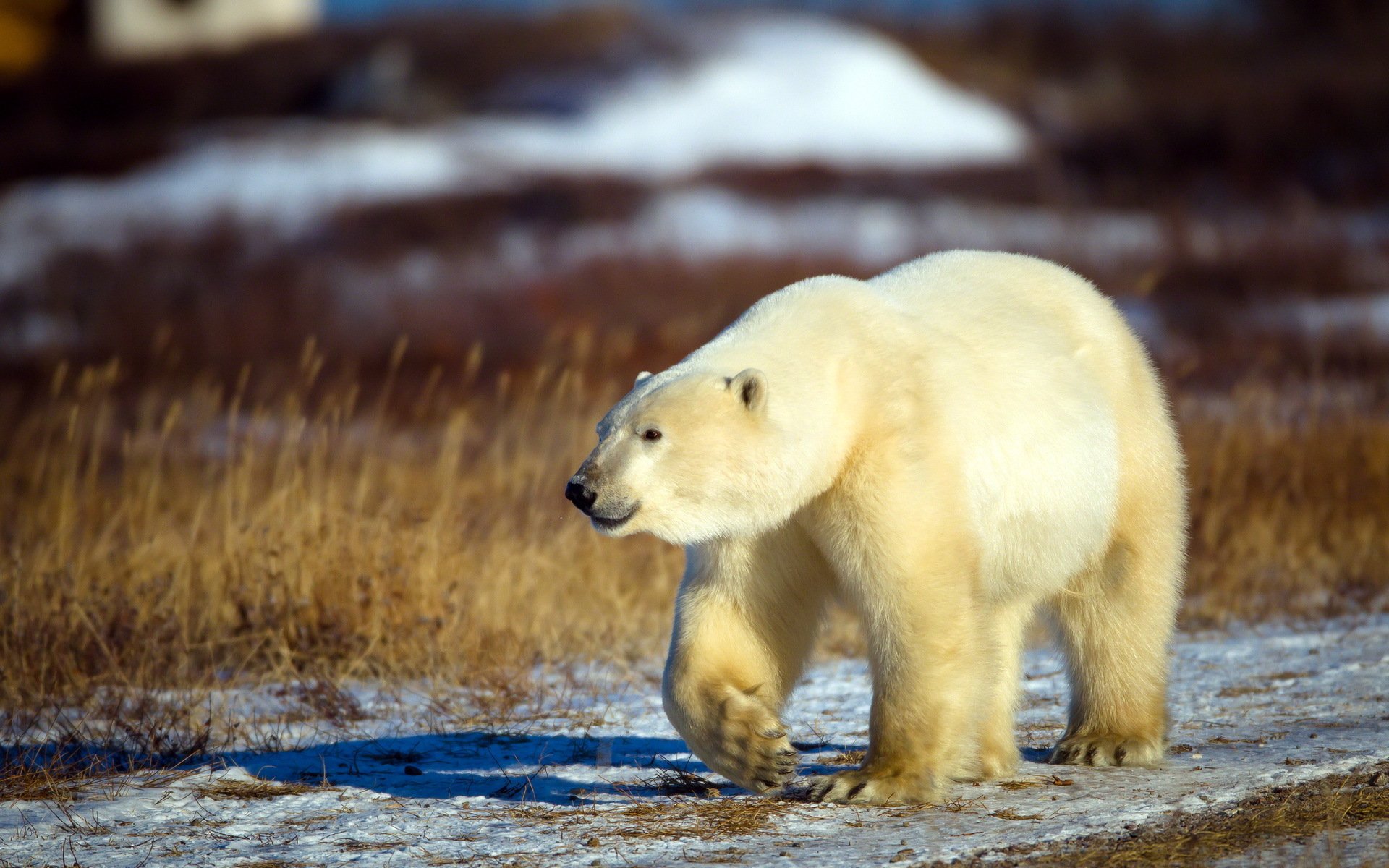 ours blanc nature