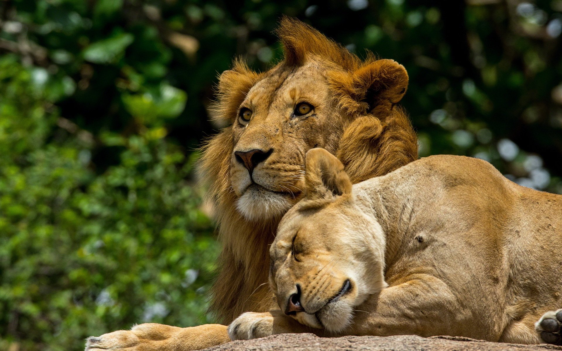 leones naturaleza fondo