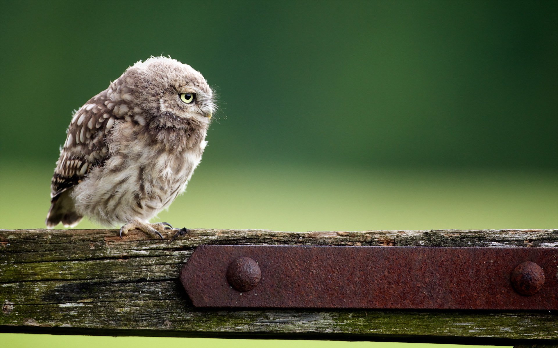 oiseau hibou fond