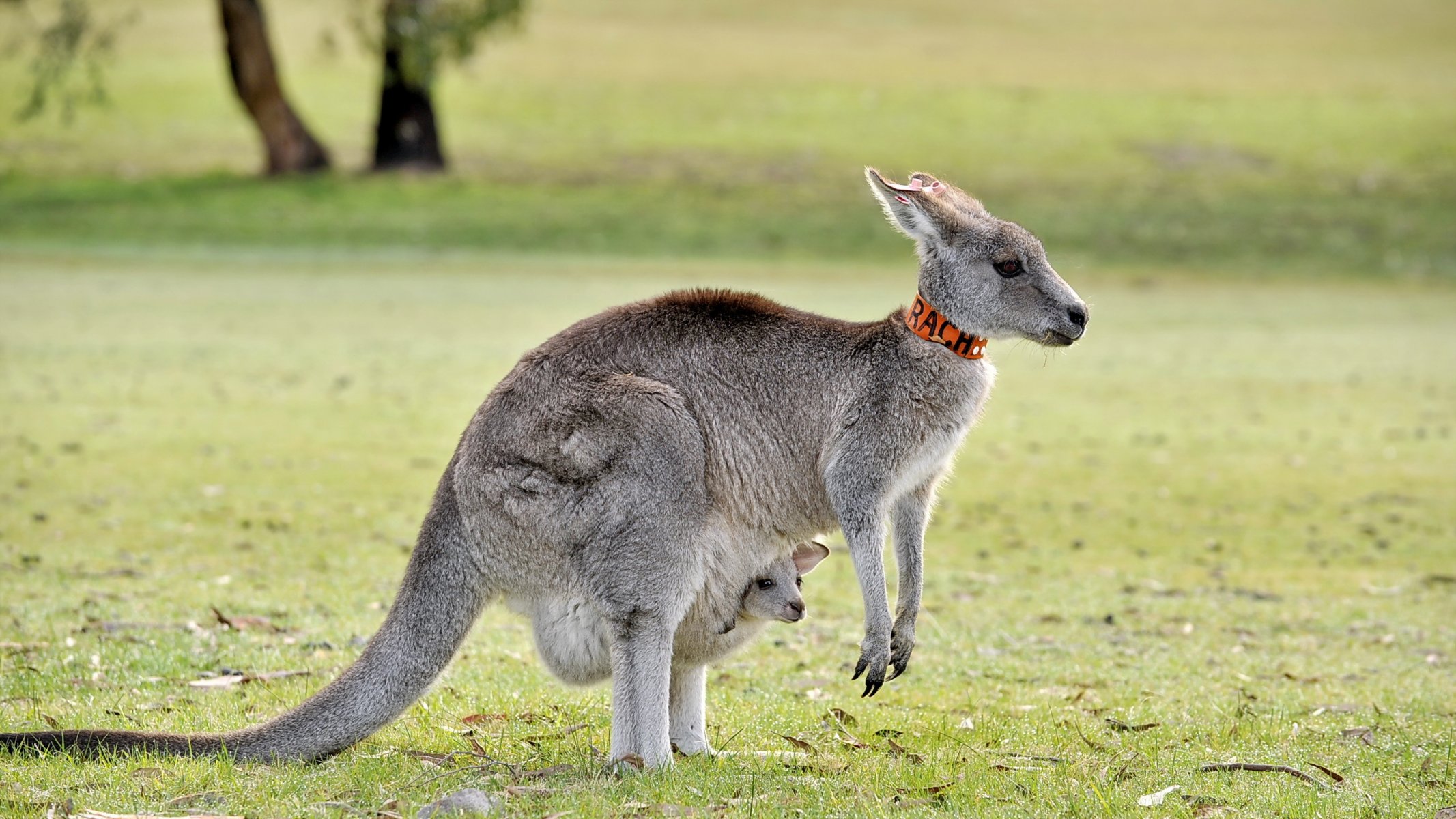 känguru natur hintergrund