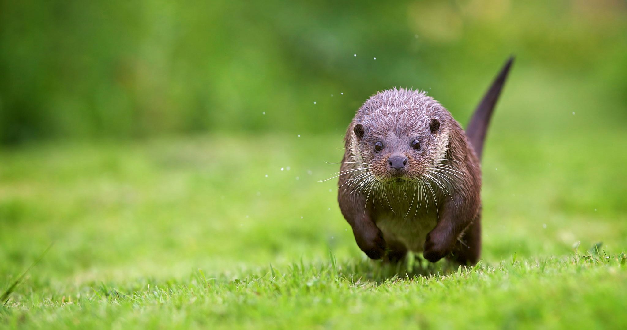 nutria hierba correr orilla