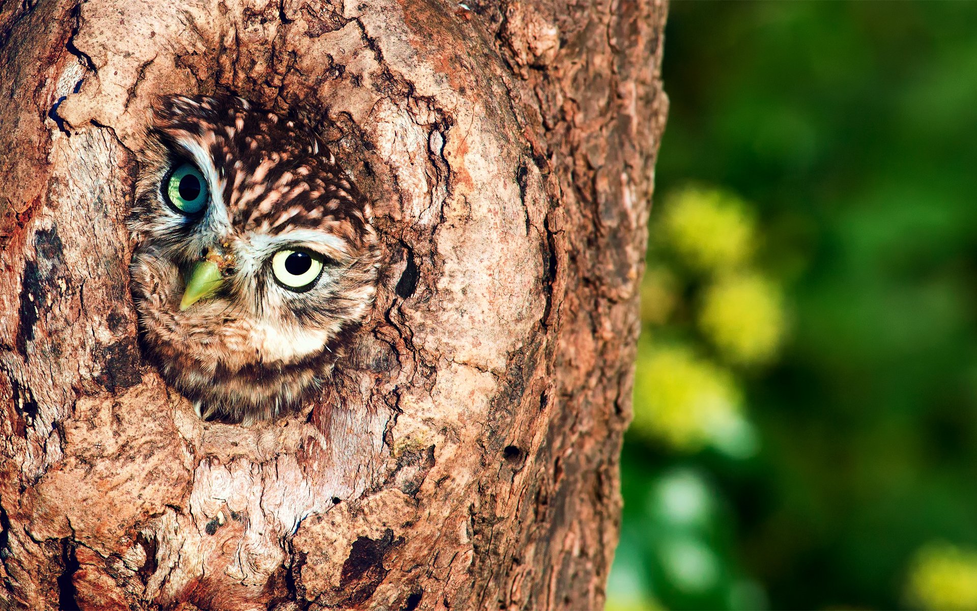 owl bird hollow tree