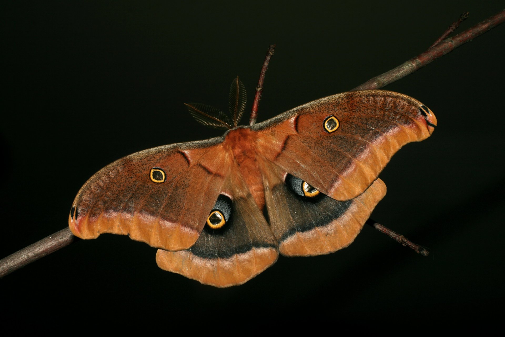 mariposa alas zarcillos rama