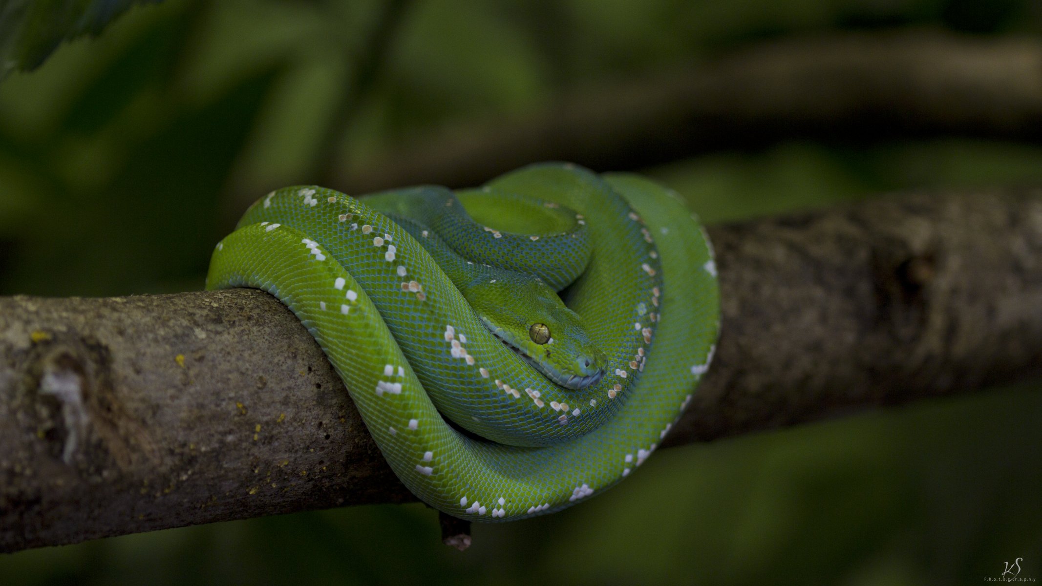 serpiente pitón escamas rama