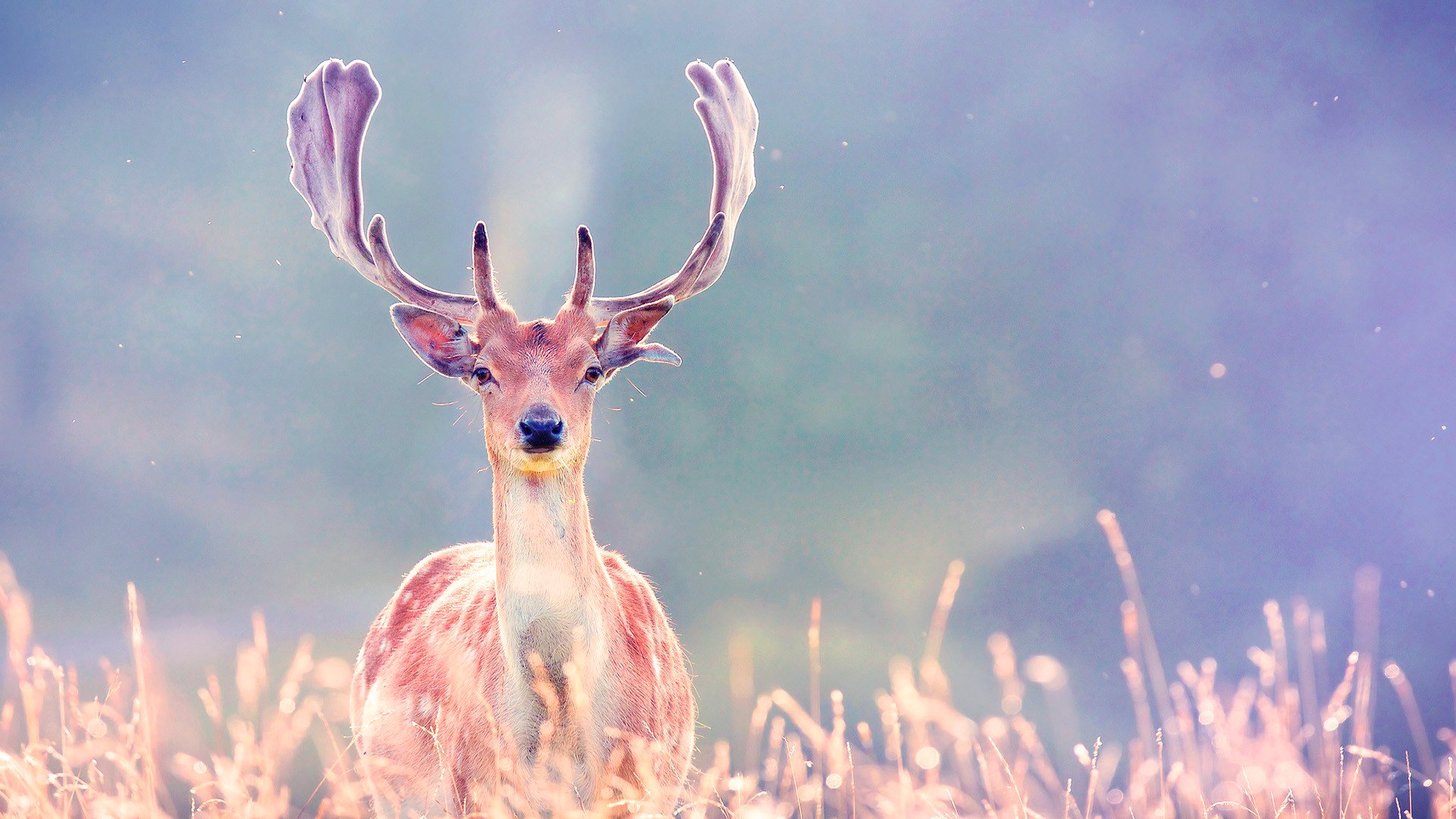 reindeer horn grass light nature