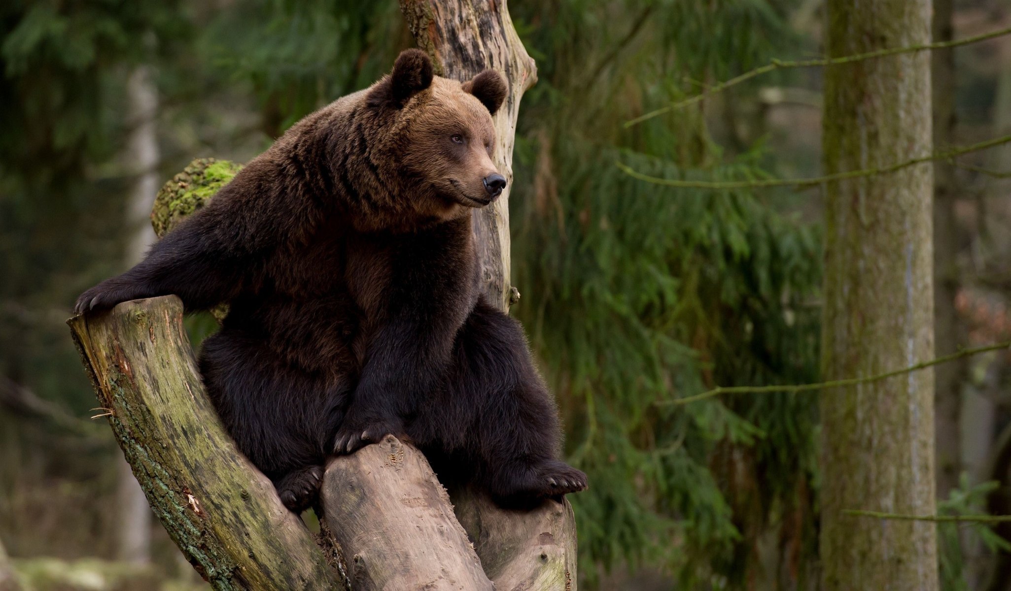 orso albero tempo libero