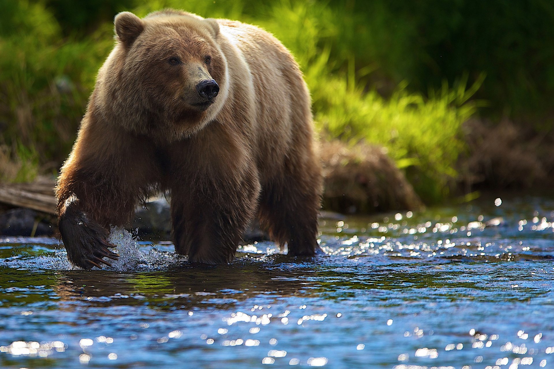 bär fluss sonne blendung sommer