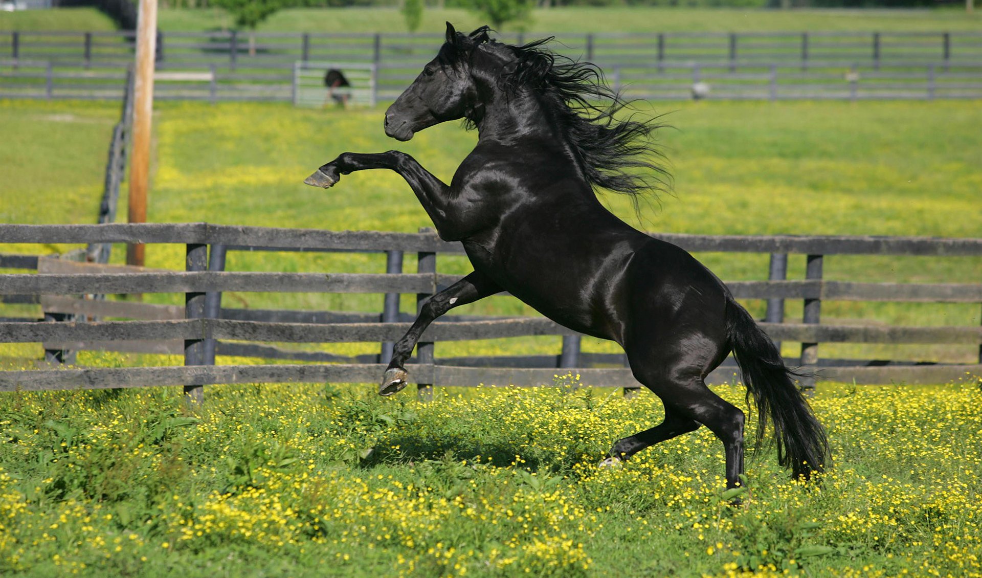 pferd stall gras blumen pferd