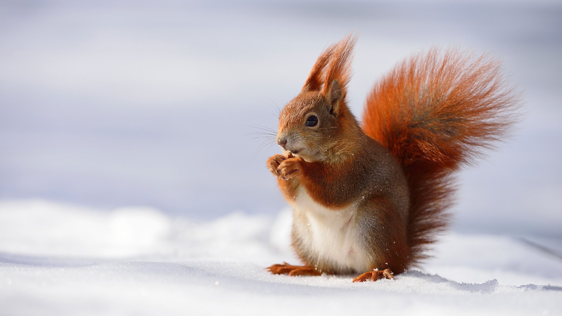 ardilla invierno nieve