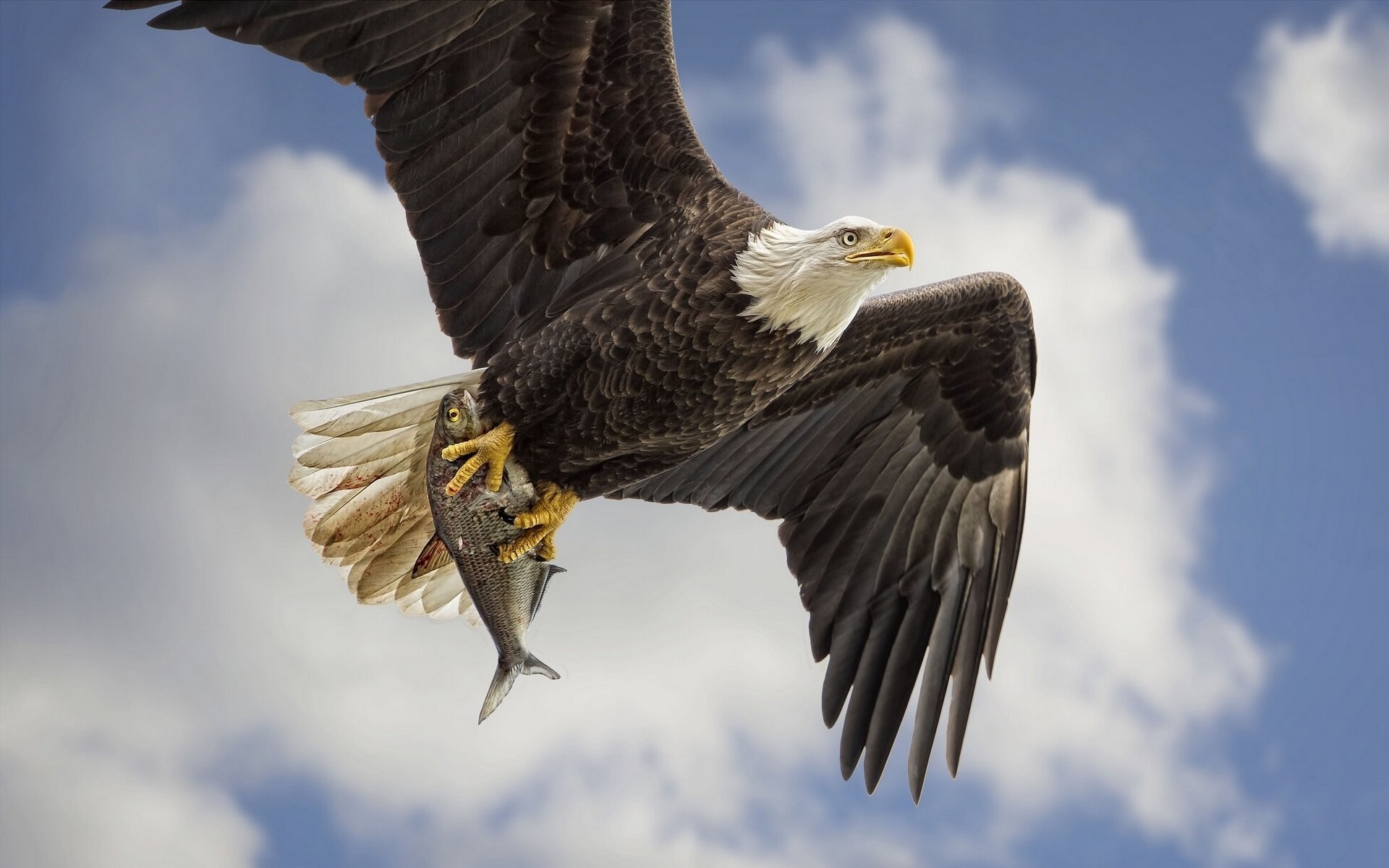 aquila calva uccello predatore ali pesce cattura preda cielo