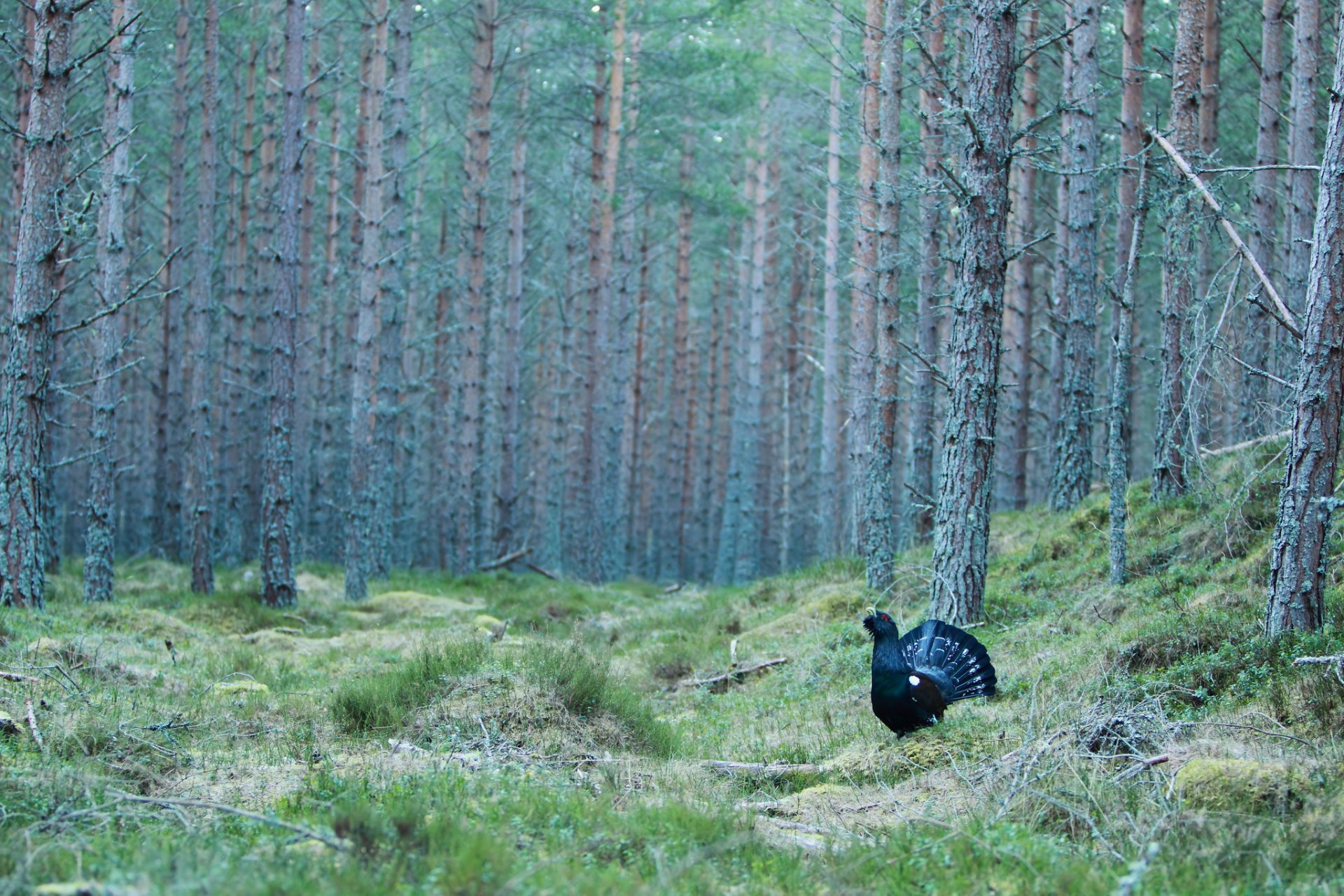 wald kiefern lichtung vogel taube