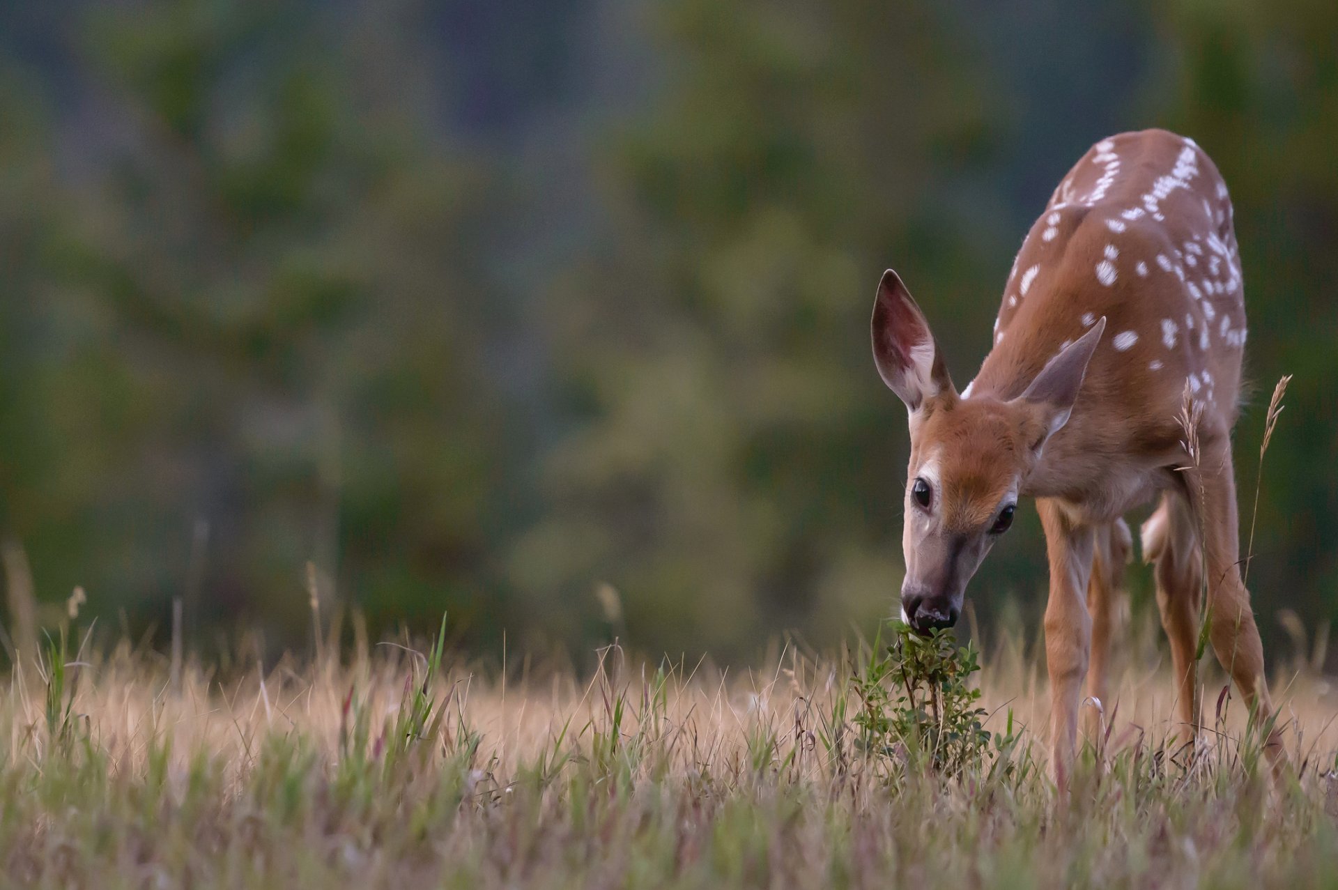 grass bush deer nature