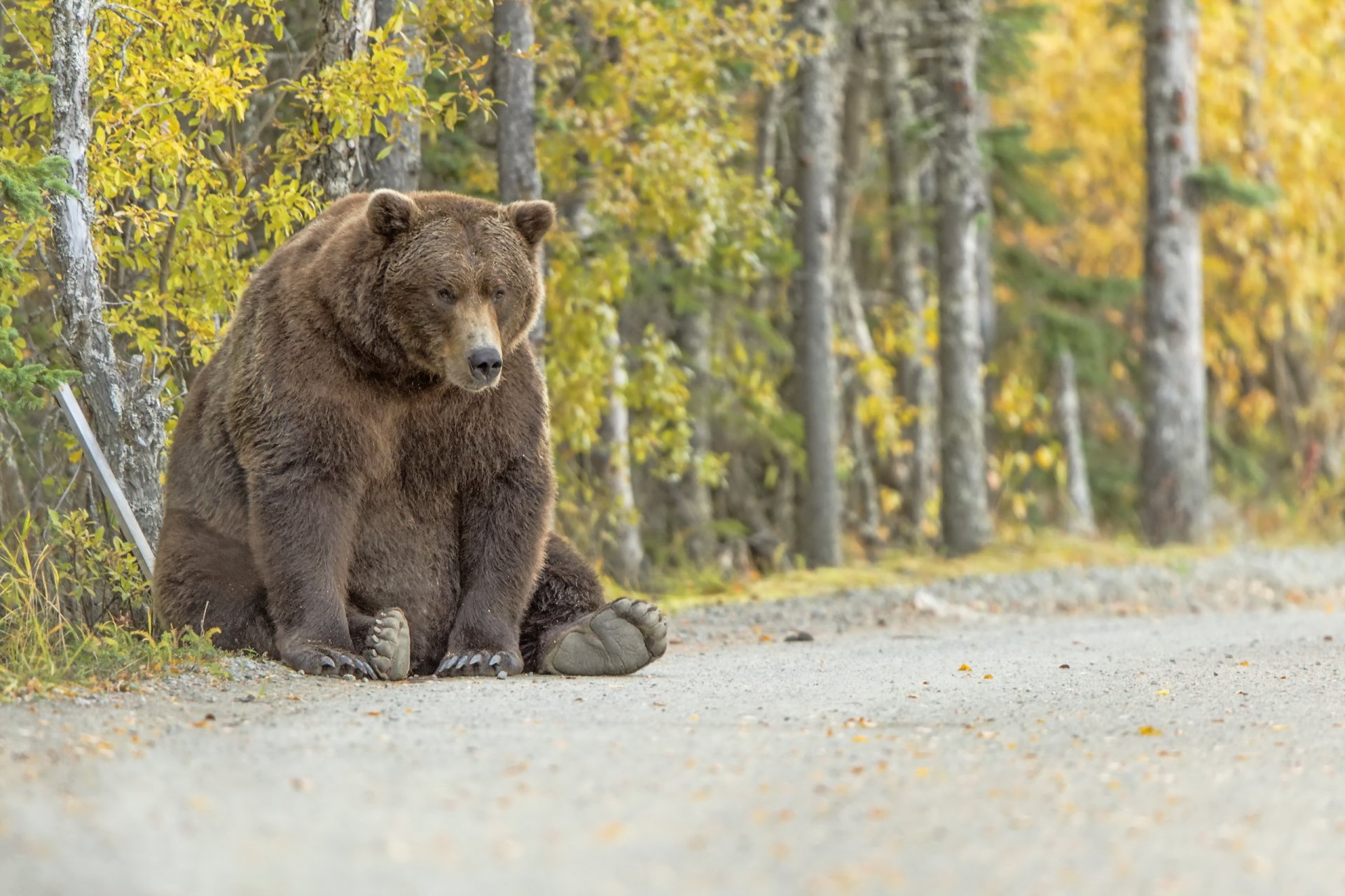 niedźwiedź natura tło