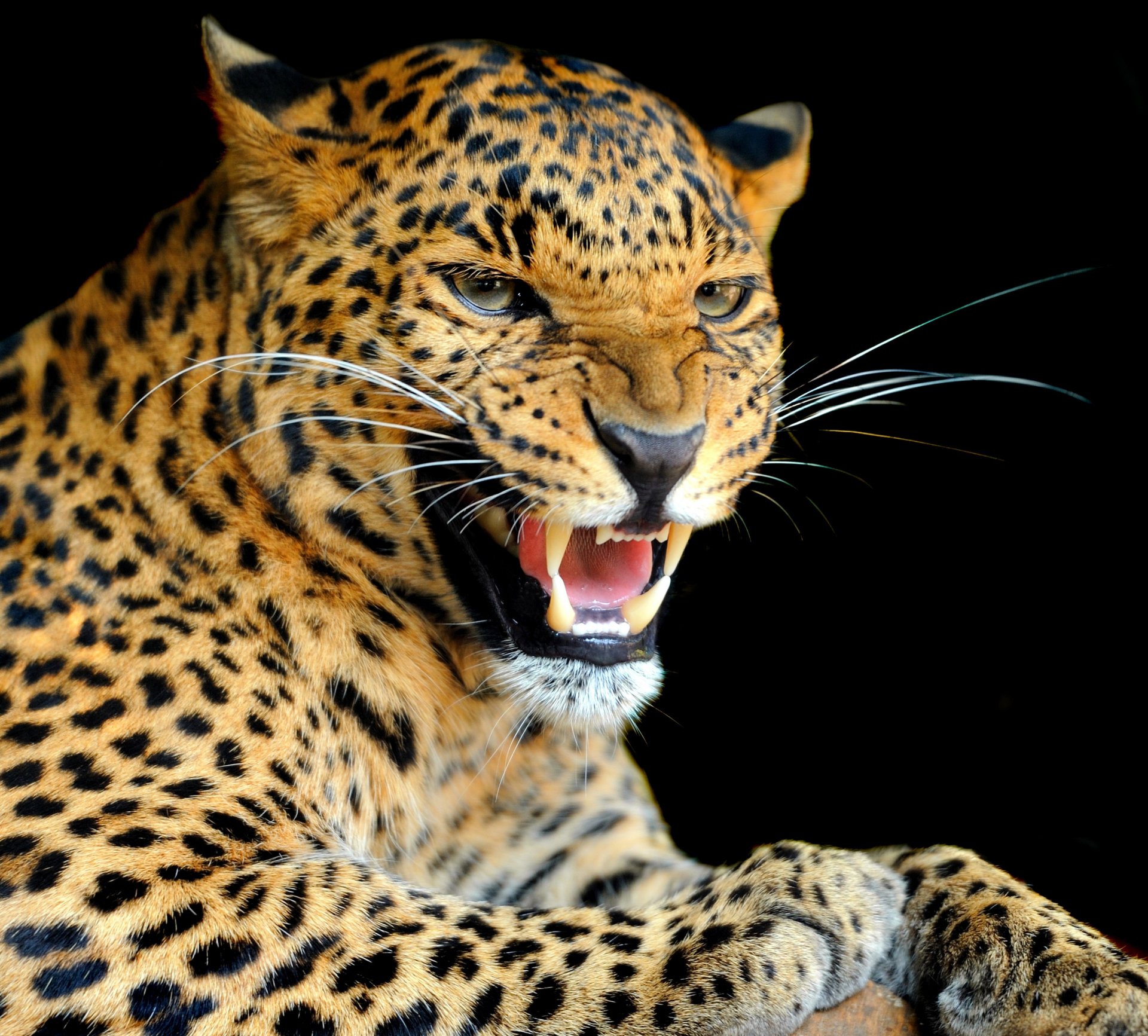 wildkatze leopard raubtier knurren farbe blick hintergrund