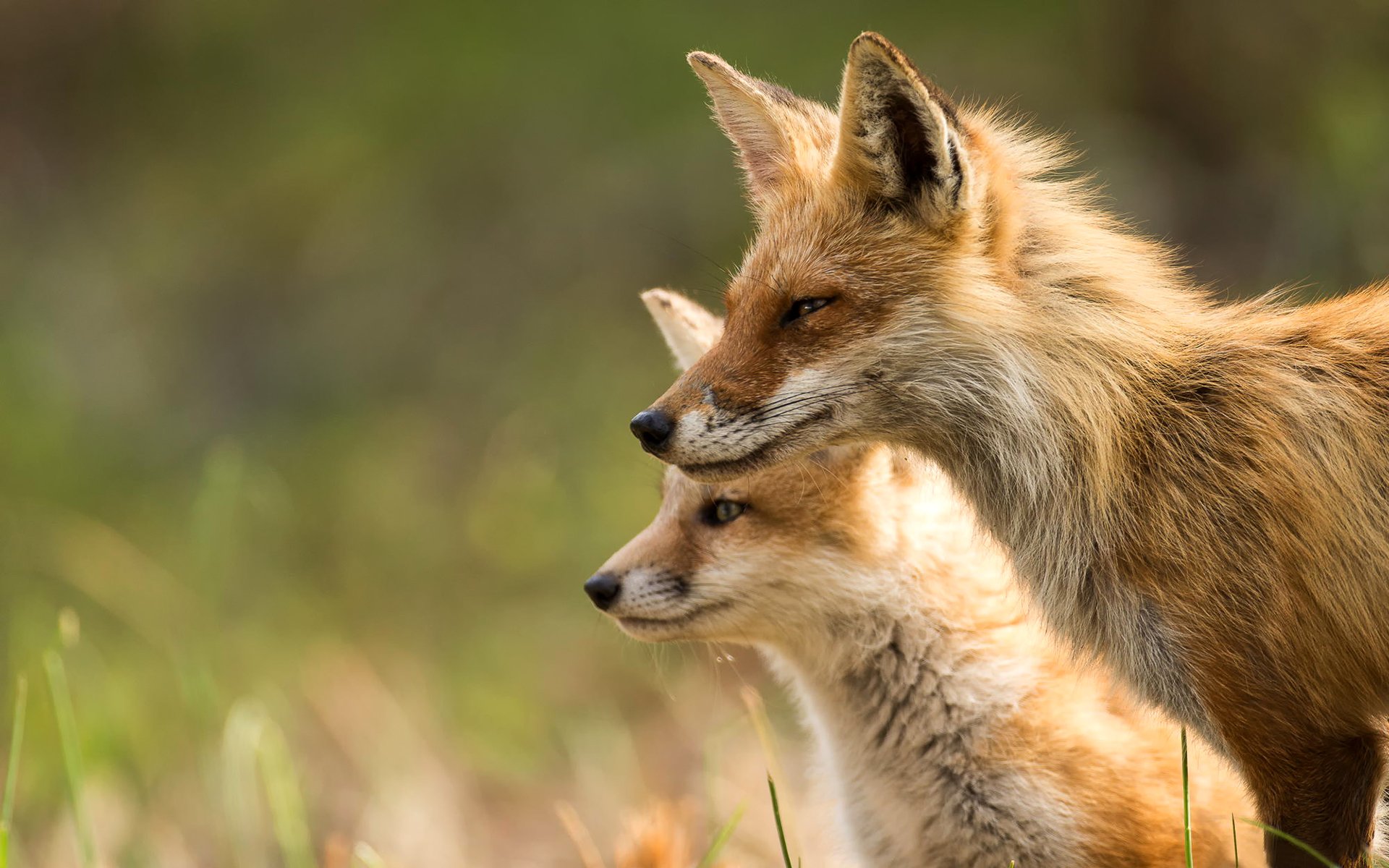 renard animaux nature lumière